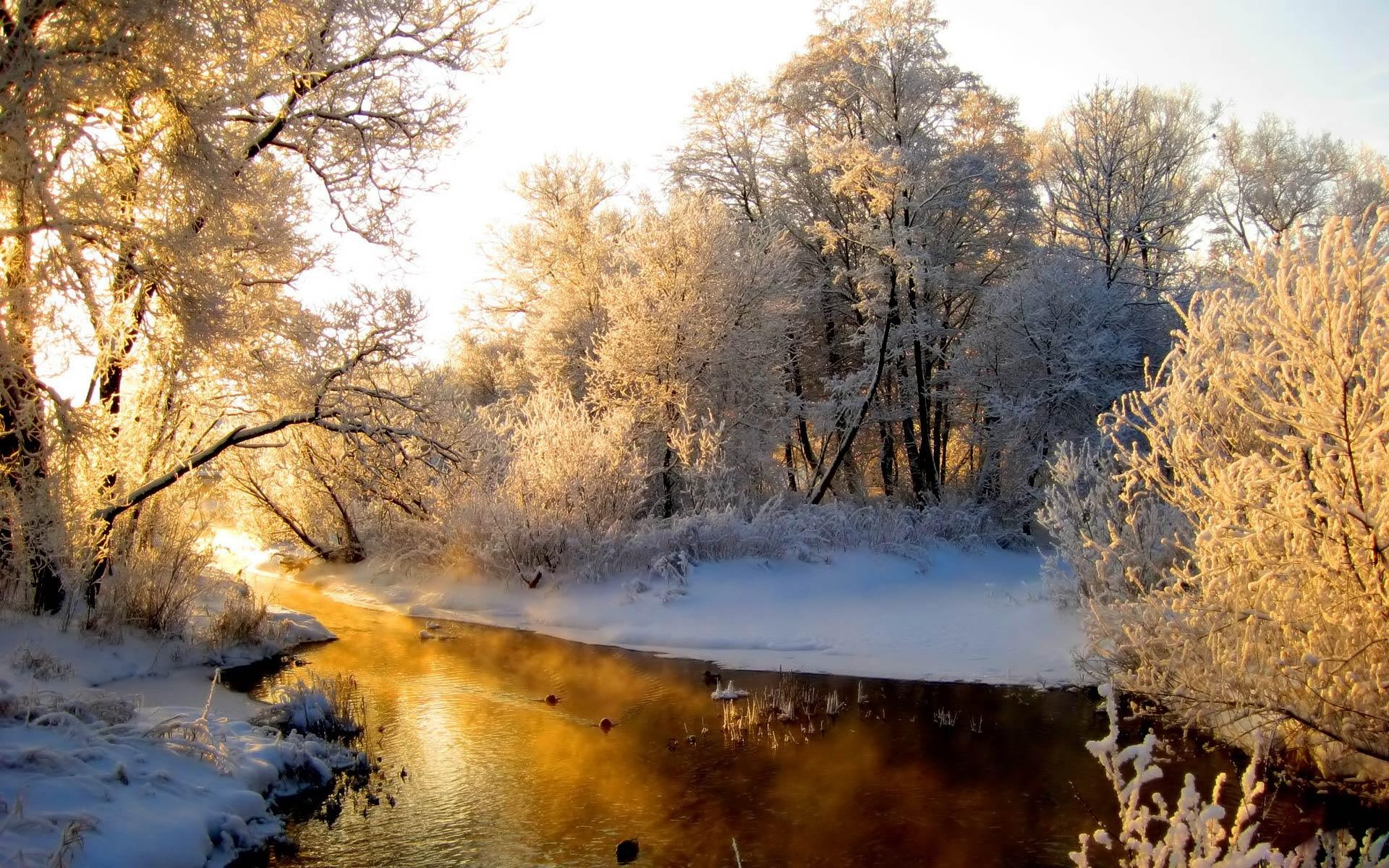 trees, forest, winter, cold, frosty, creek, nature, sunlight, snow, nature and landscapes, 1080P, HD Wallpaper
