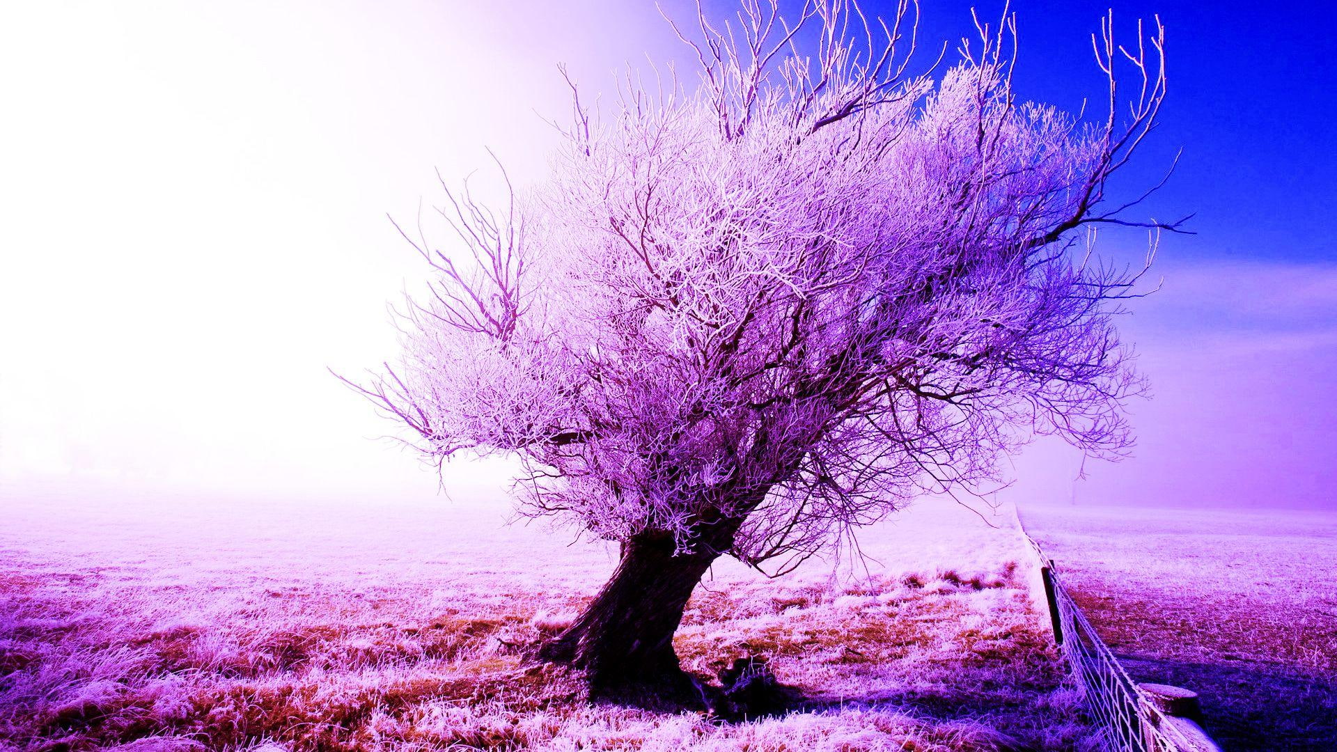 colors, 1080P, fence, tree, nature, frosty, winter, lanscape, 3d and abstract, HD Wallpaper