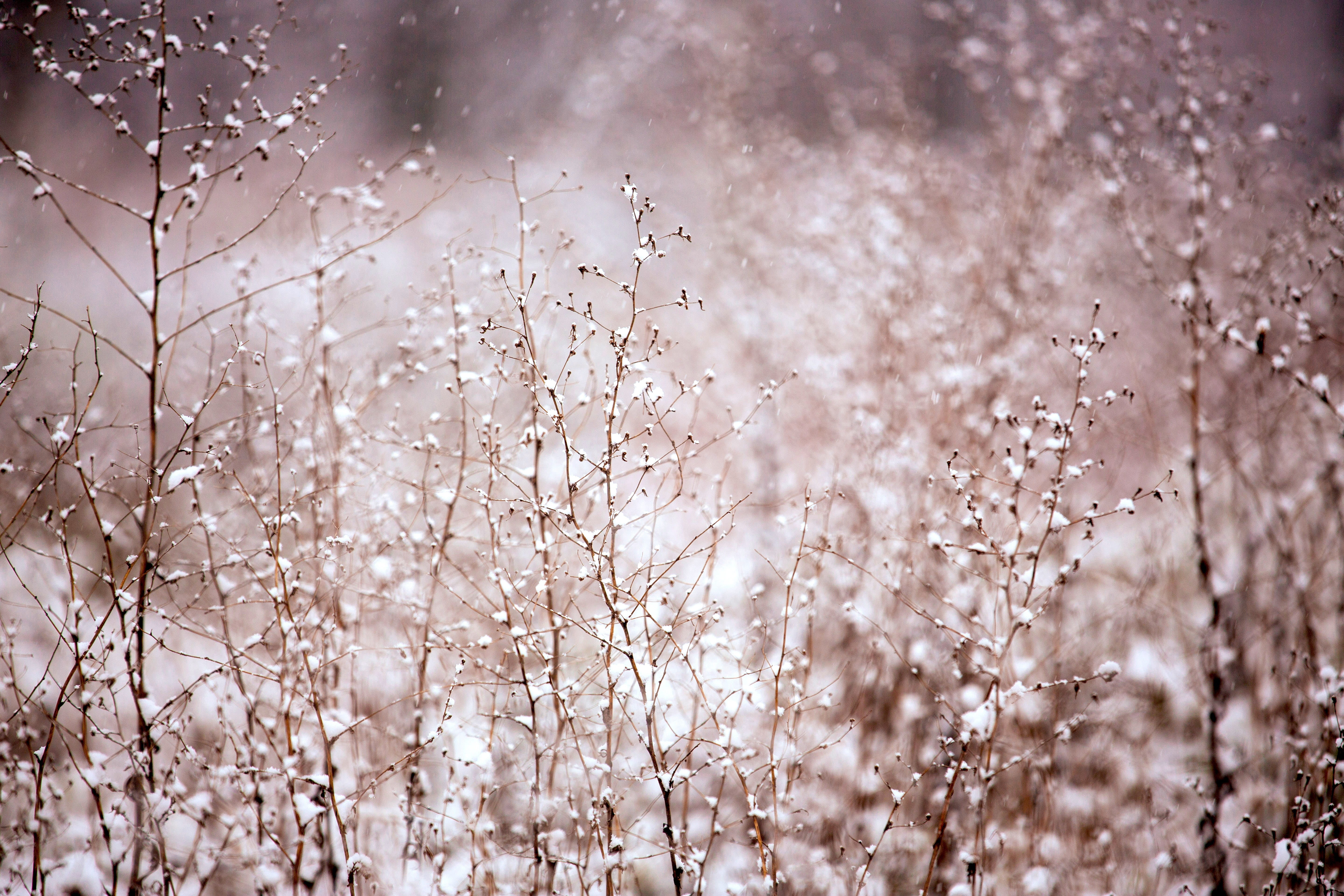 freshness, season, winter, focus on foreground, environment, tranquility, frozen, nature, beauty in nature, snowing, frosty, flowers, s, snow, outdoors, HD Wallpaper