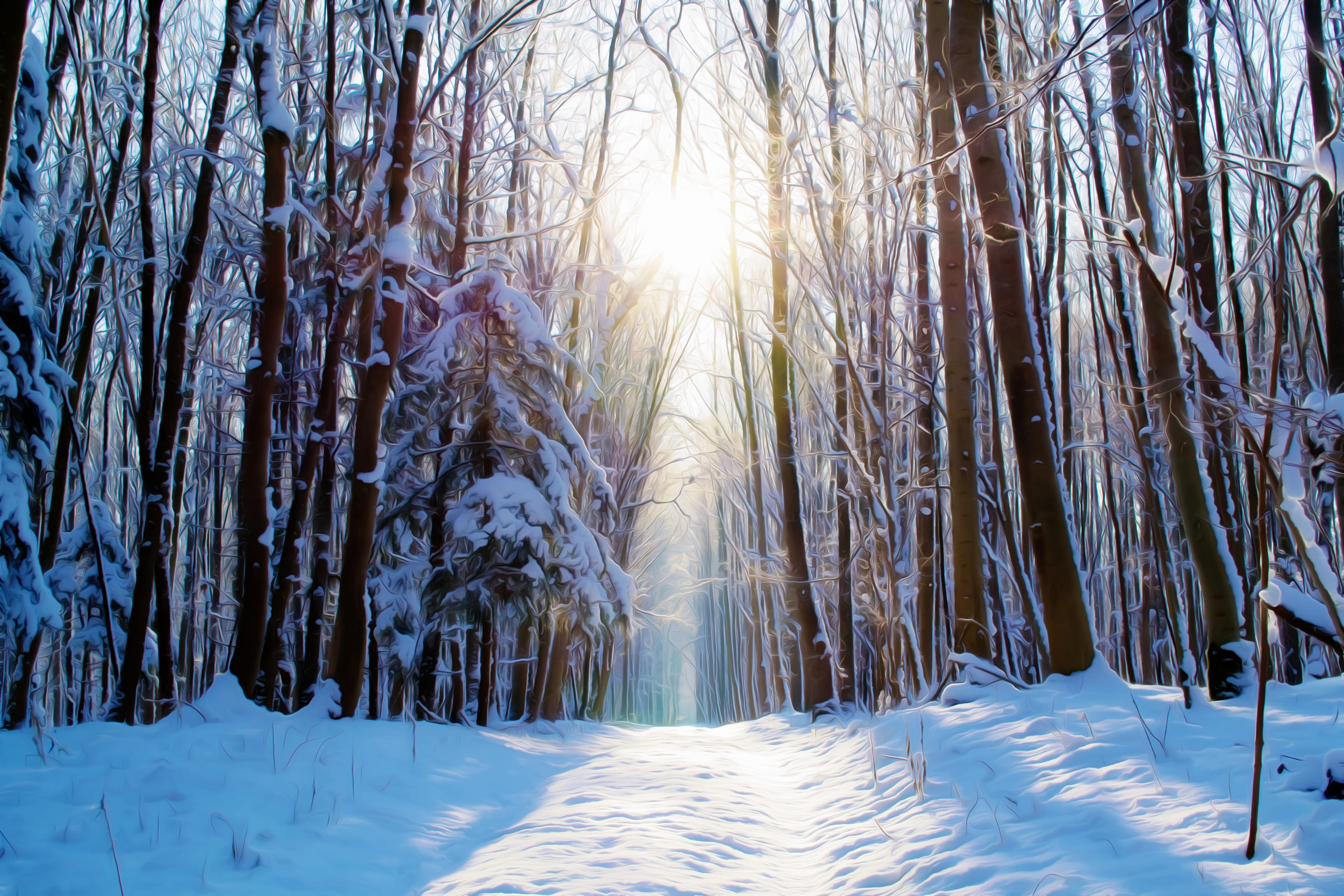 paint, blue, cold, painting, snowy, filter, icy, covered, beauty in nature, artfully, forest, bright, colored, sun, edited, plant, photo, white color, tranquility, HD Wallpaper