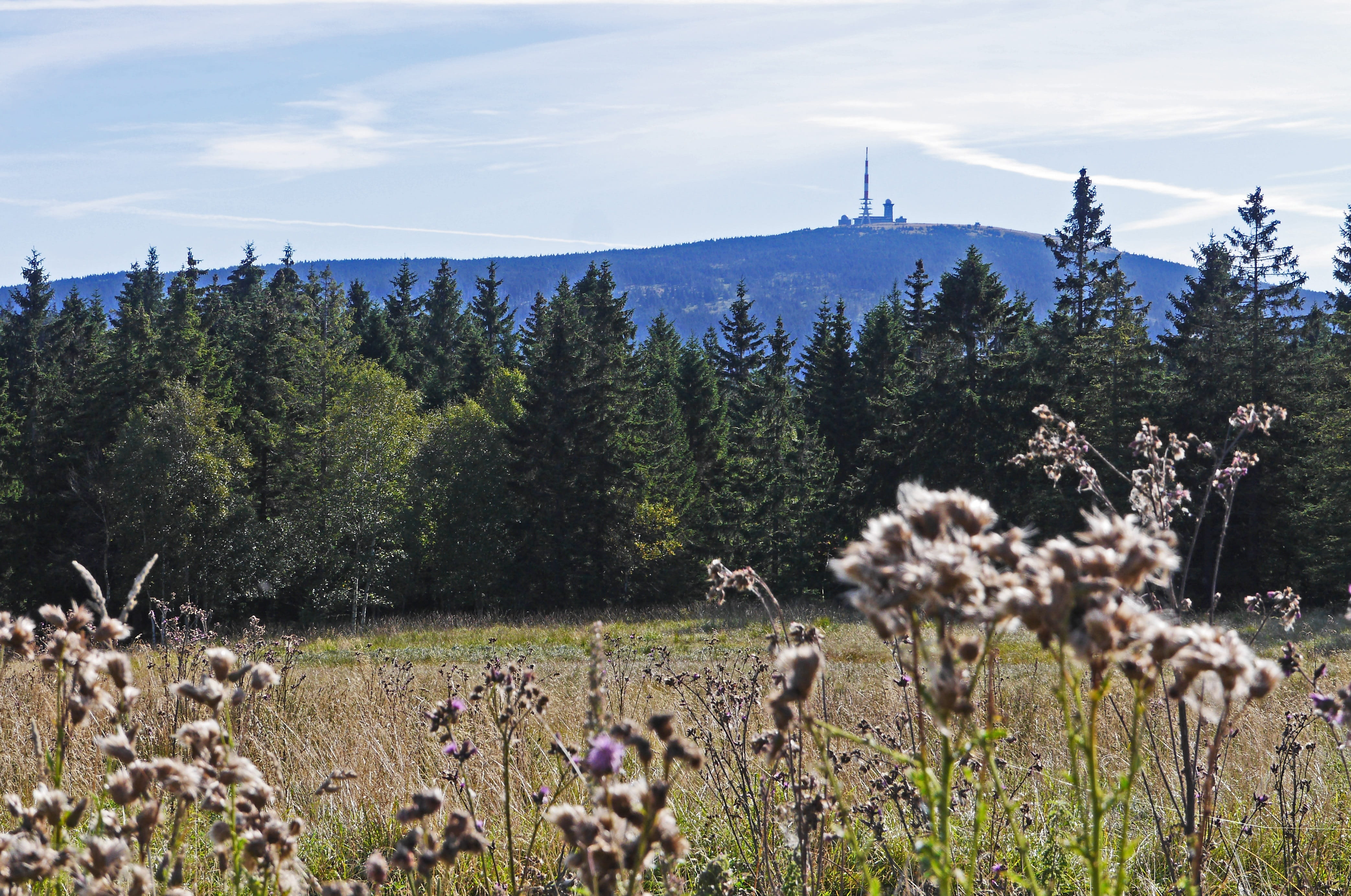 frühherbst, mountain, brocken view, cloud - sky, day, torfhaus, no people, sky, knoll, non-urban scene, field, wild plants, hiking trails, resin, tree, HD Wallpaper