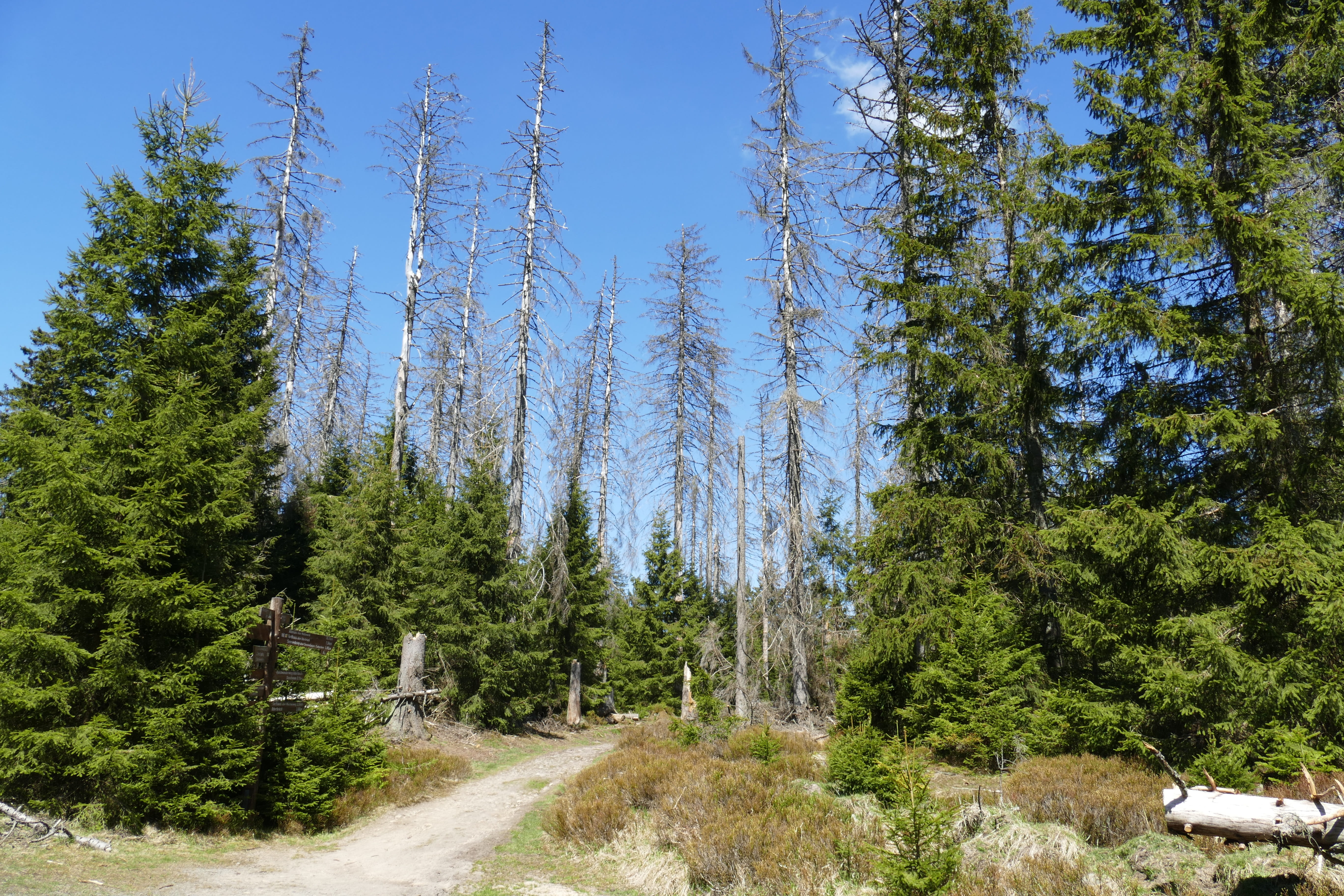 coniferous tree, outdoors, sky, growth, Nature, green color, broken, tranquil scene, pinaceae, woodland, forest, fragile, non-urban scene, day, Trees, dying tree, HD Wallpaper