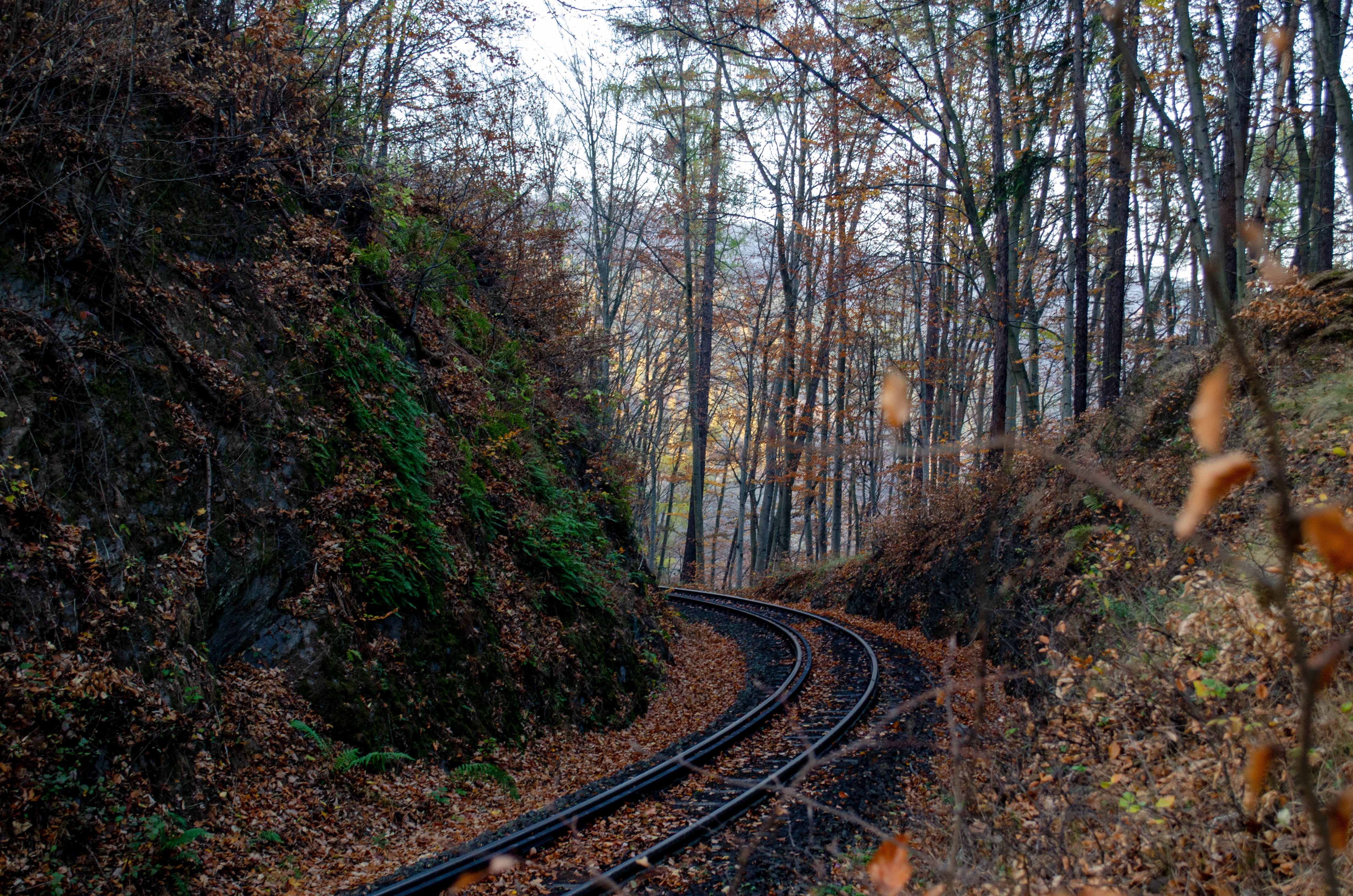 tree, land, scenics - nature, hiking trails, railway, rail transportation, resin, ostharz, outdoors, 4K, transportation, day, rails, tranquility, narrow gauge railway, HD Wallpaper