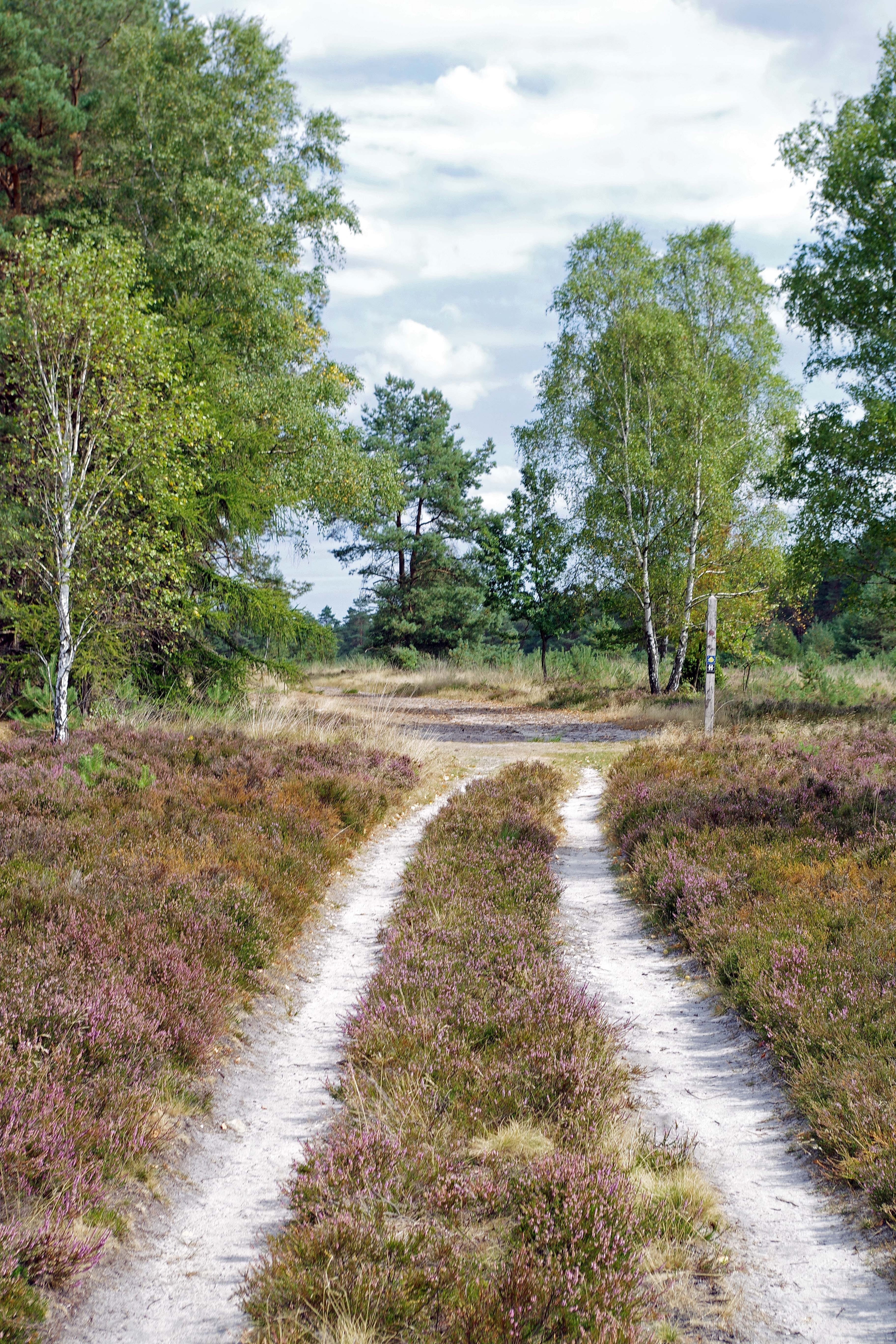 transportation, nature, direction, day, landscape, outdoors, beauty in nature, environment, road, footpath, national park, heathland, scenics - nature, Phone HD Wallpaper