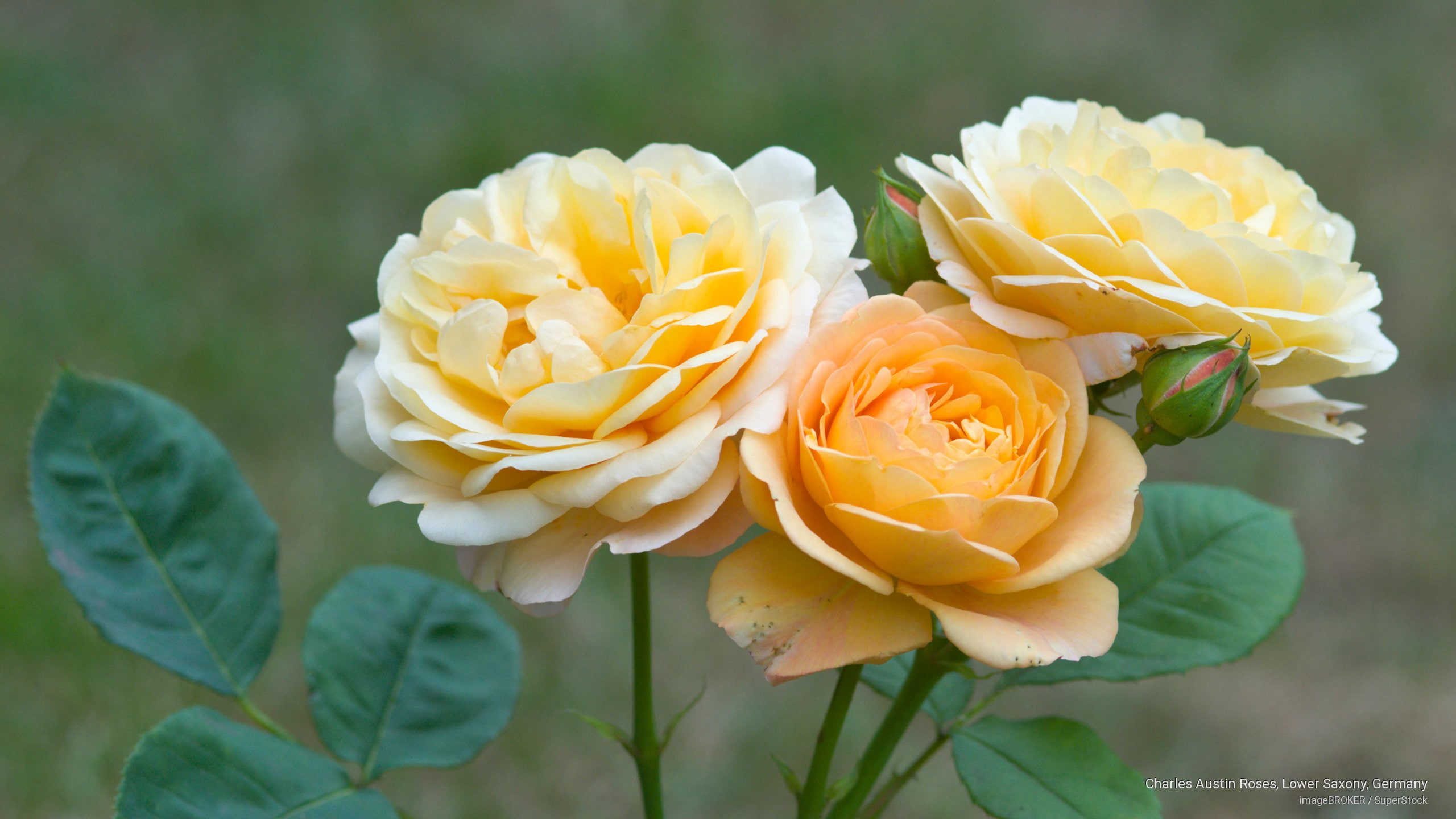 roses, lower, germany, 2K, charles, Flowers/Gardens, saxony, austin, HD Wallpaper