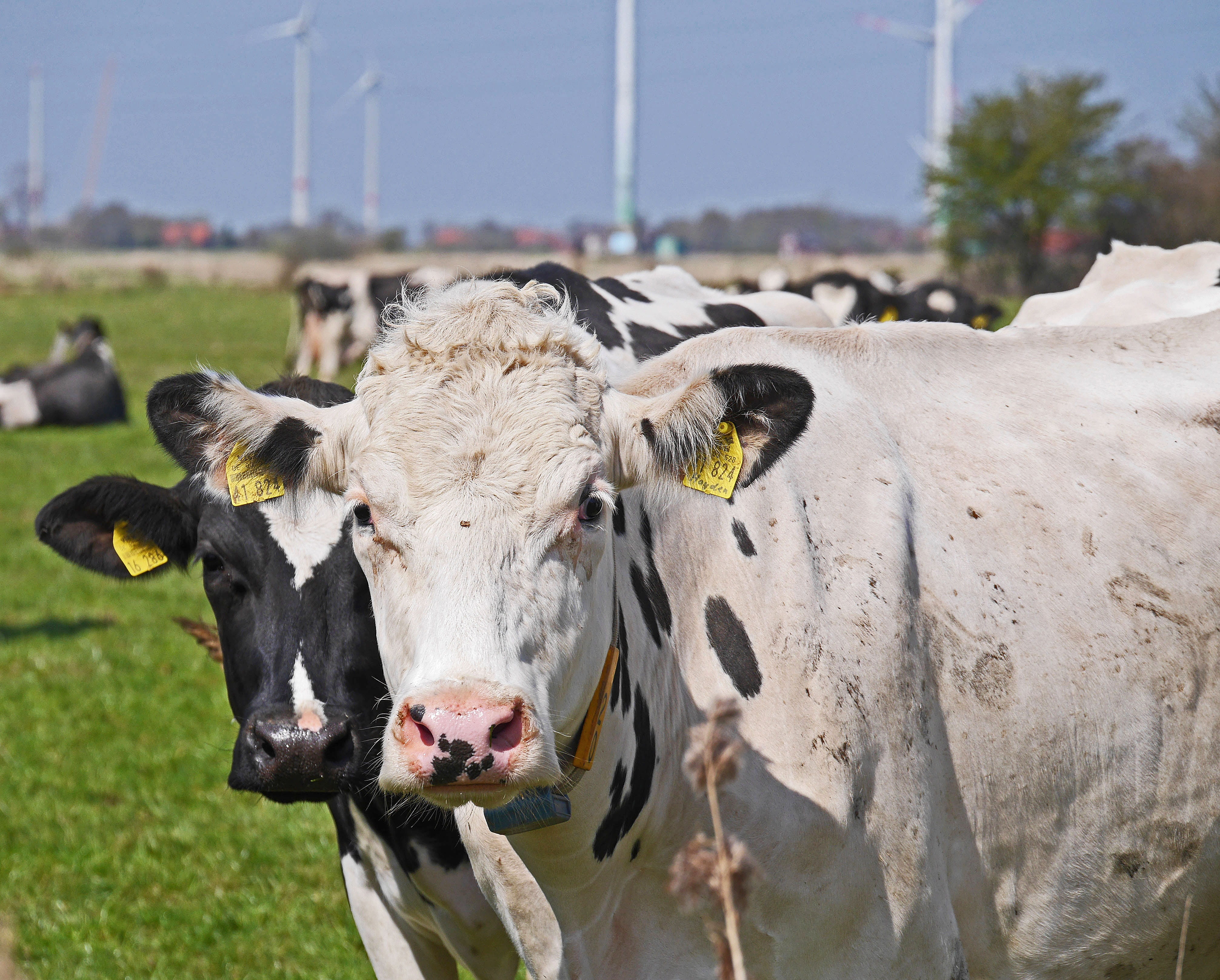 outdoors, ear tags, animal themes, day, pets, lower saxony, domestic animals, domestic cattle, animal body part, ruminant, schwarzbunt, happy cows, livestock, HD Wallpaper