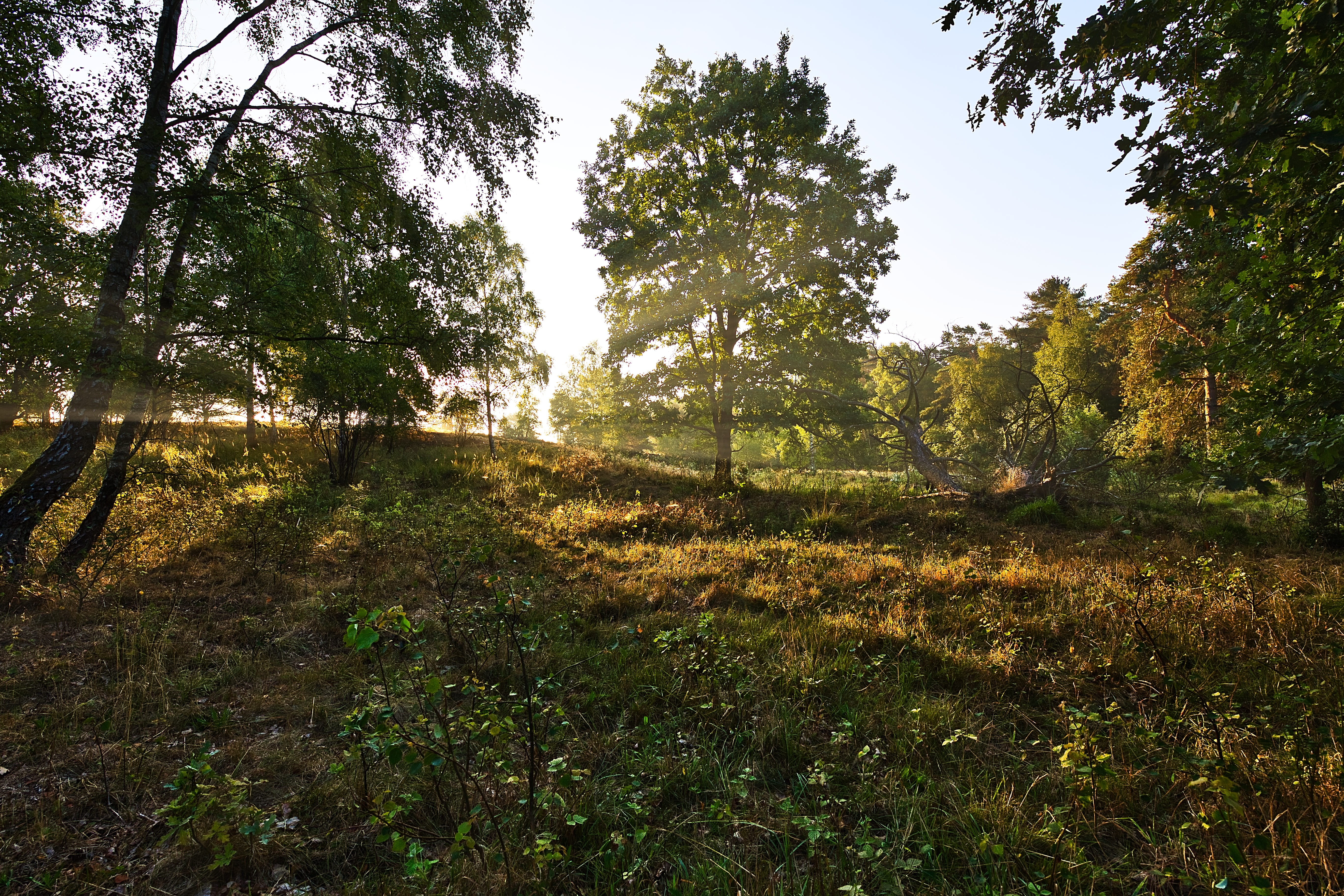 nature, trees, heather, hiking, heide, forest, wine red, wood, tranquil scene, day, nature reserve, beauty in nature, sunlight, no people, sky, land, landscape, HD Wallpaper