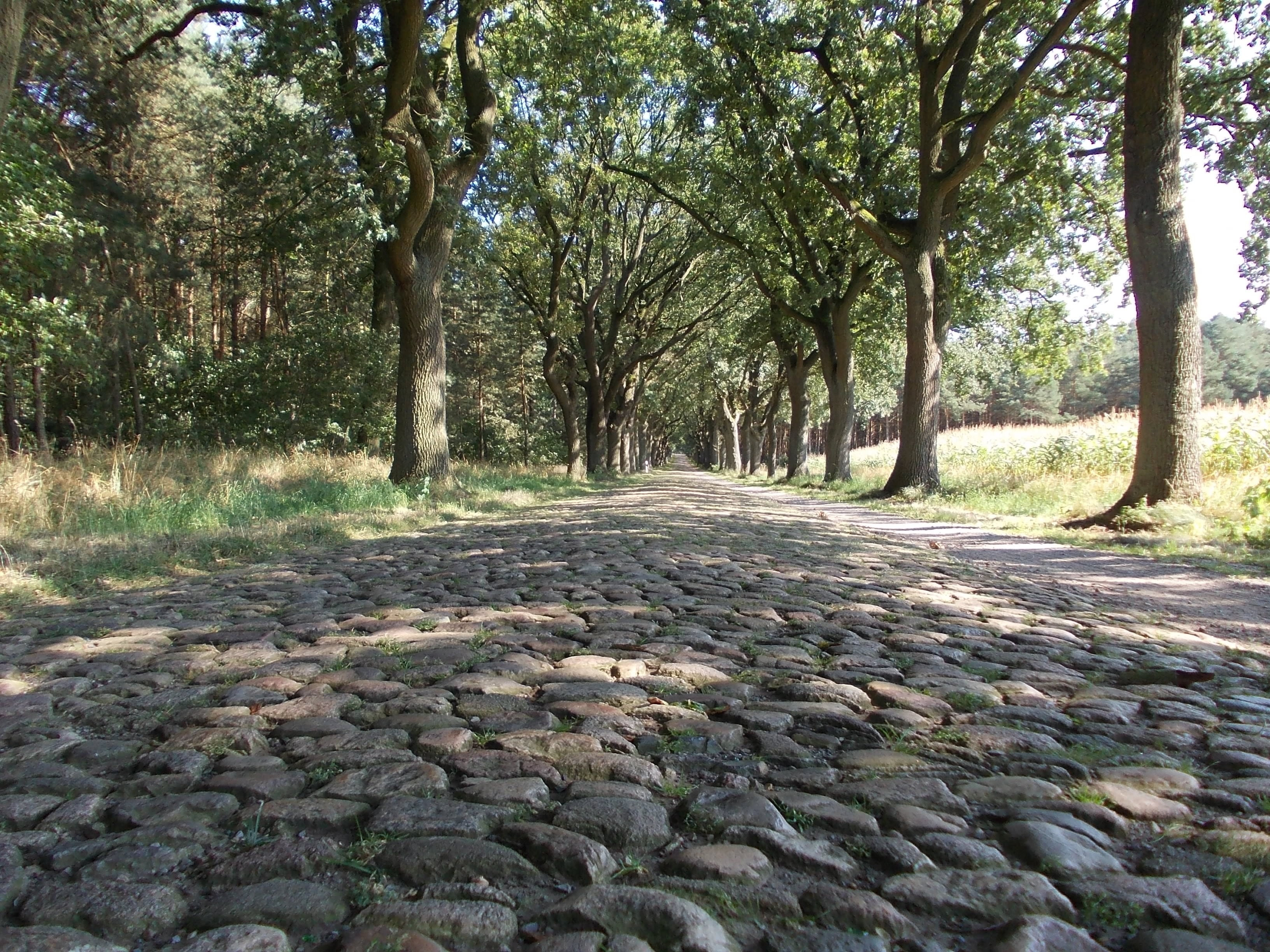 paving stones, plant, park, day, road, surface level, transportation, 2K, tranquil scene, tranquility, no people, nature, cobblestones, outdoors, diminishing perspective, HD Wallpaper