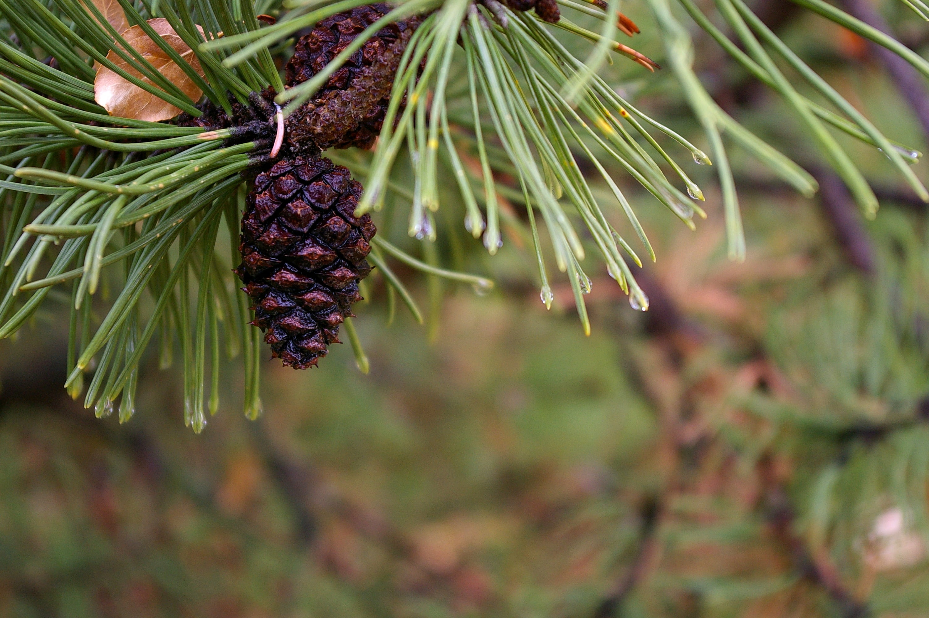 fruit, cone, needle - plant part, evergreen, resin, green, conifer, coniferous, nature, drops, food and drink, wet, foliage, day, no people, pine tree, HD Wallpaper