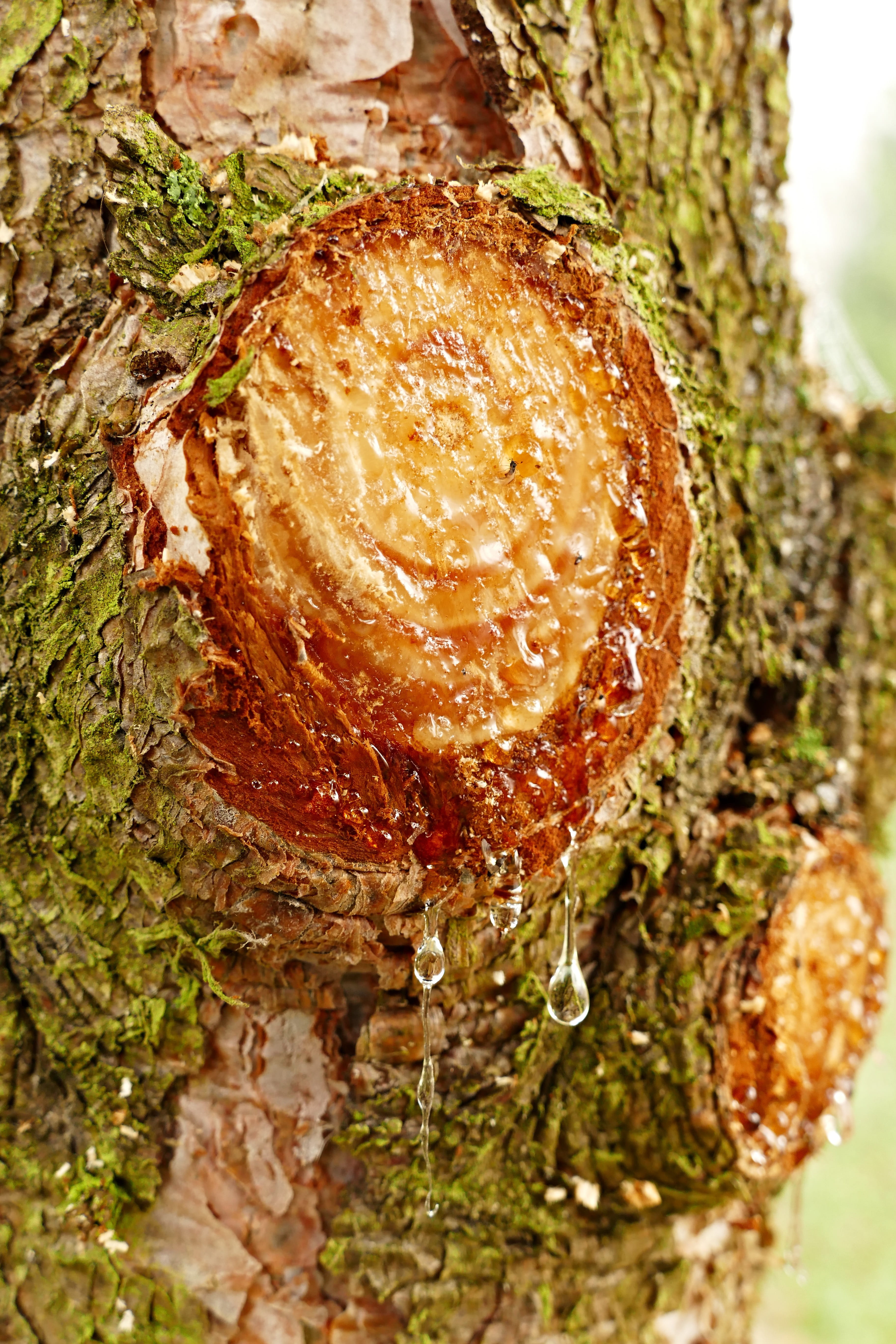 fruit, food, natural, meat, wellbeing, selective focus, plant, ready-to-eat, food and drink, close-up, pattern, vegetable, tree, soft focus, pine, 5K, Phone HD Wallpaper