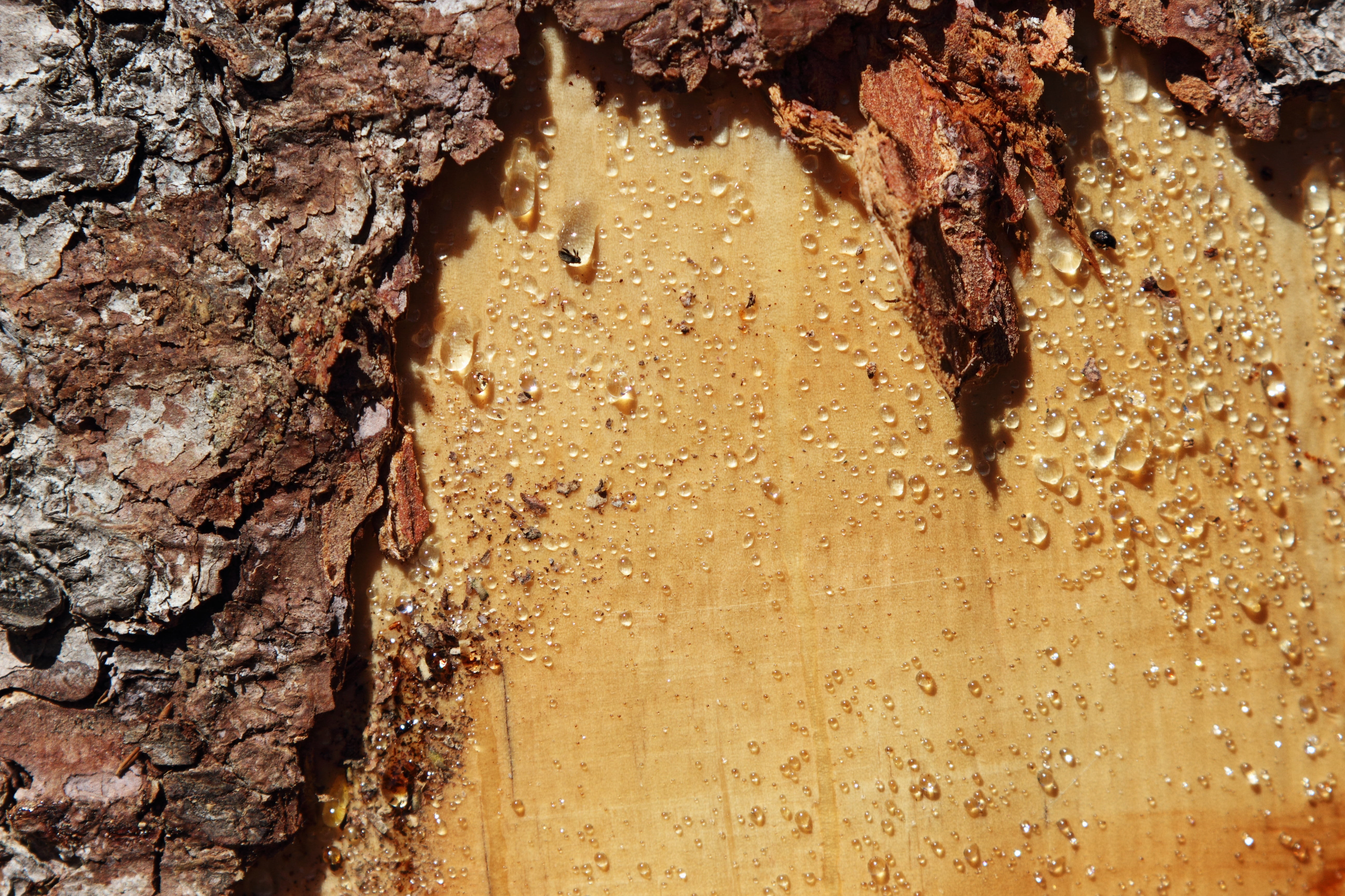 full frame, tears, architecture, wall - building feature, close-up, bark, 5K, outdoors, rock - object, no people, tribe, built structure, tree trunk, rough, HD Wallpaper