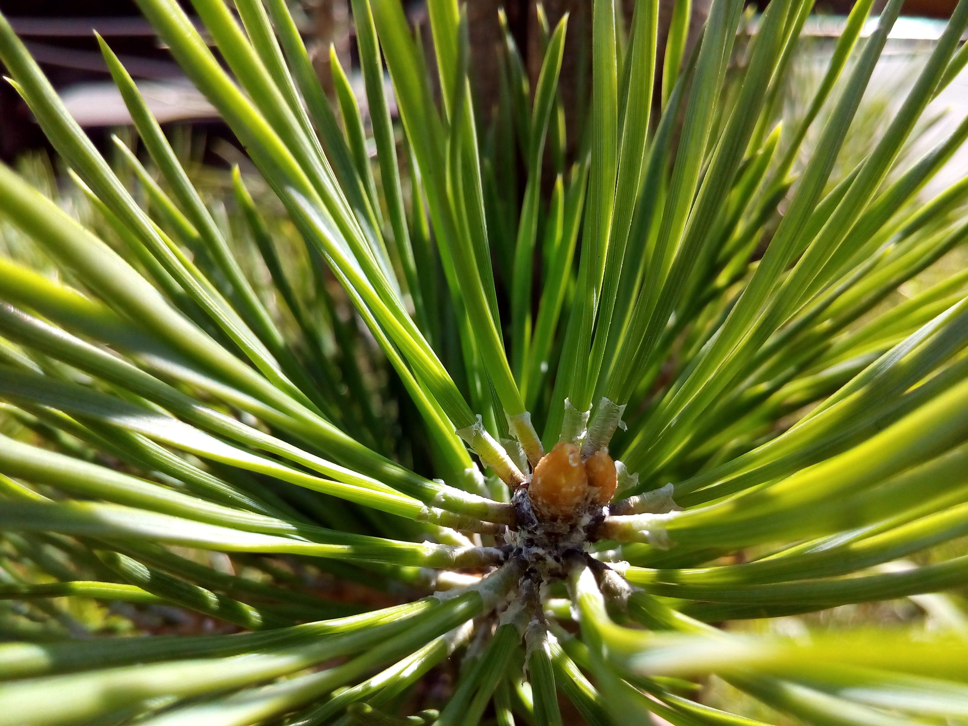 2K, coniferous tree, plant, focus on foreground, needles, nature, close-up, animal, outdoors, one animal, closeup, beauty in nature, green color, pine, HD Wallpaper