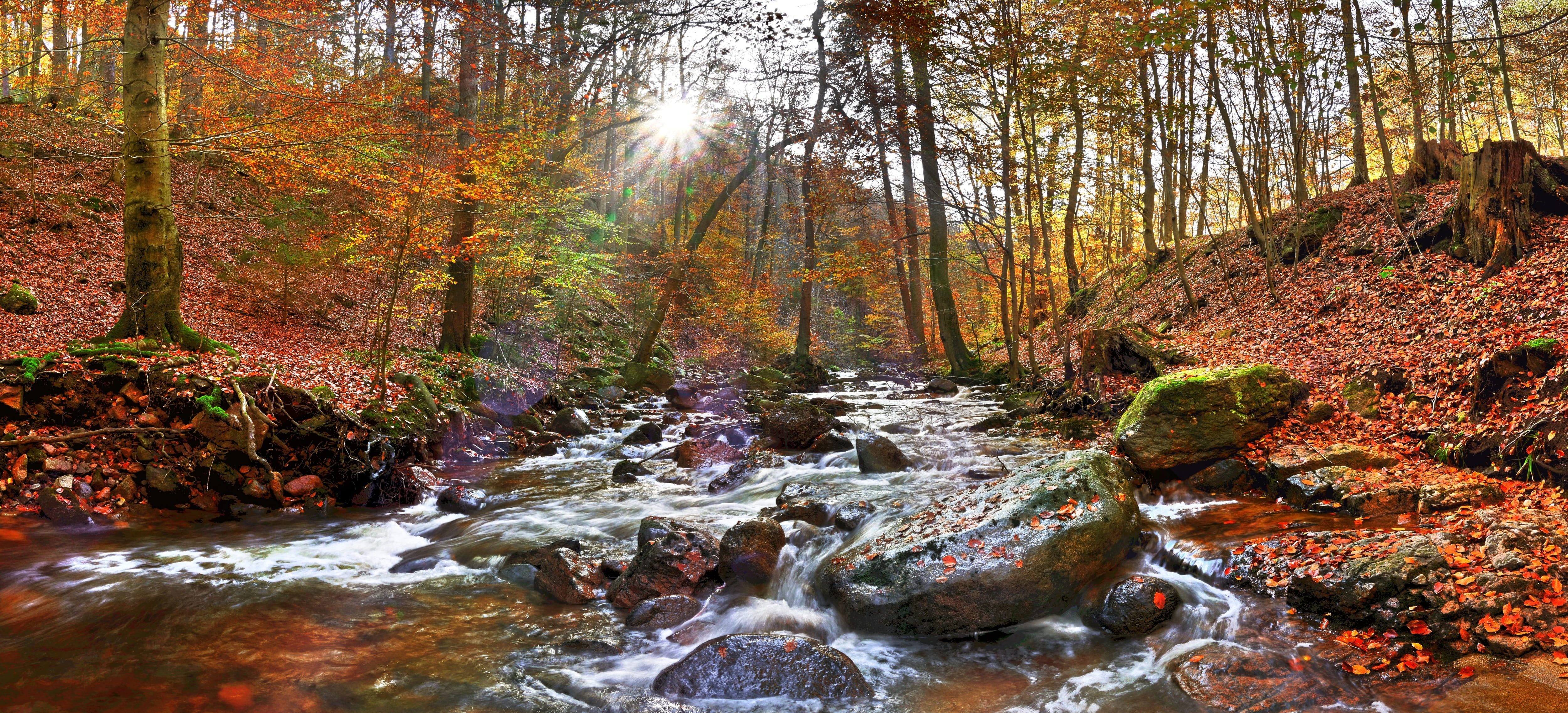 flowing water, 4K, ilsetal, land, flowing, outdoors, autumn, forest, idyllic, water, tree, beauty in nature, change, germany, plant, resin, long exposure, HD Wallpaper