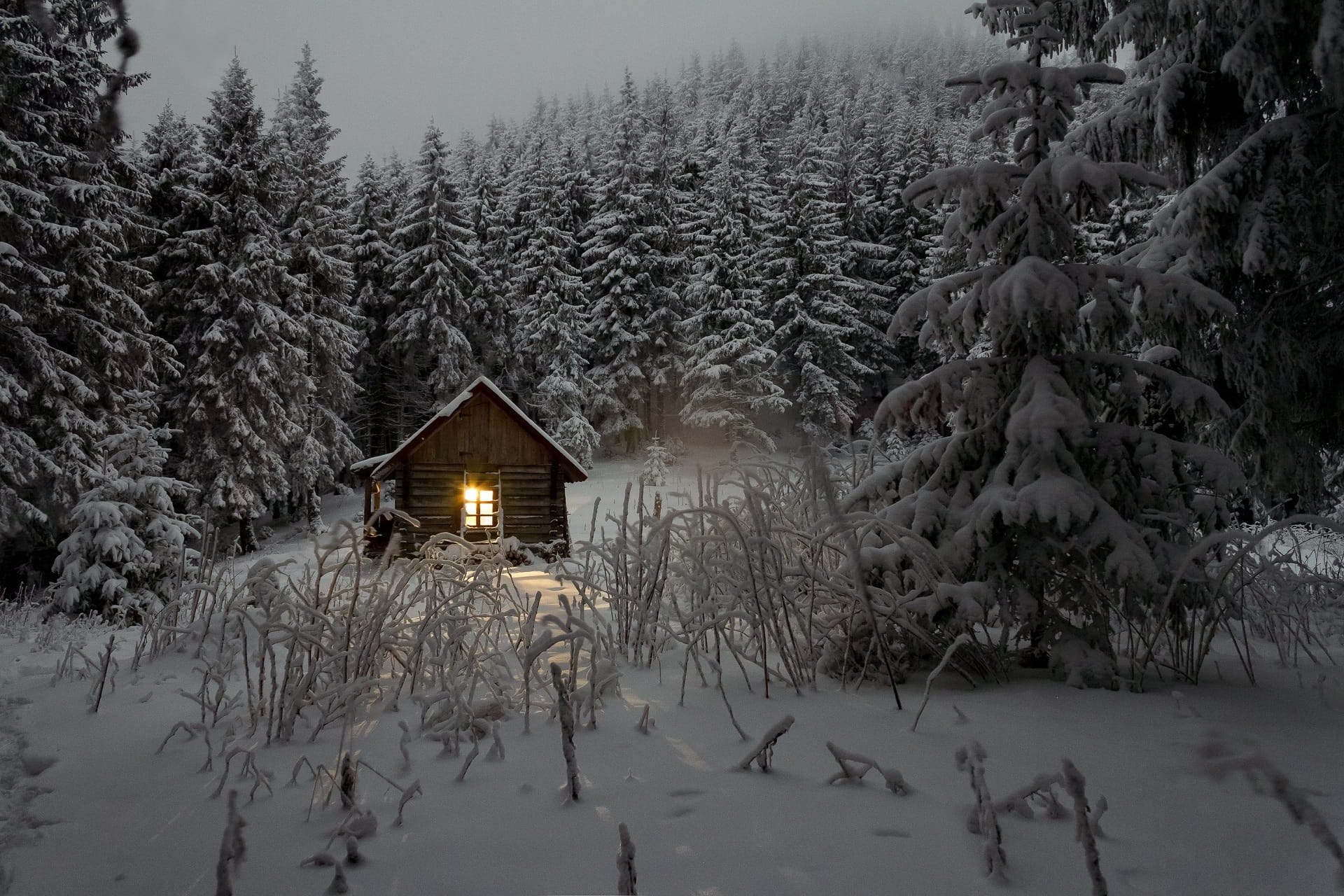 snow, log cabin, building exterior, built structure, cottage, 1080P, no people, architecture, house between, outdoors, pine, pine trees, trees, tranquility, HD Wallpaper