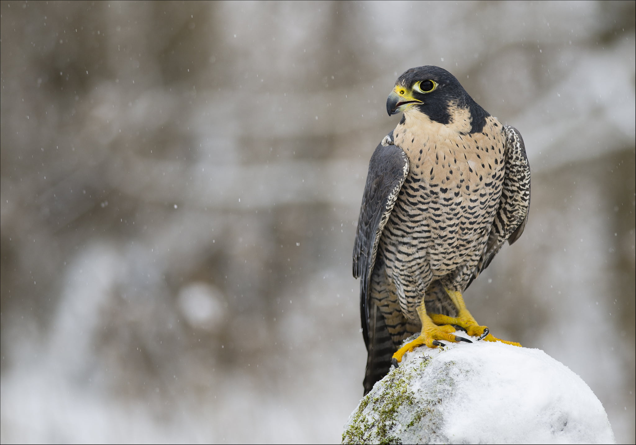 animal themes, perching, nature, vertebrate, bird, look, cold temperature, bird of prey, animal, winter, predator, 1080P, snow, close-up, snowing, falcon - bird, HD Wallpaper