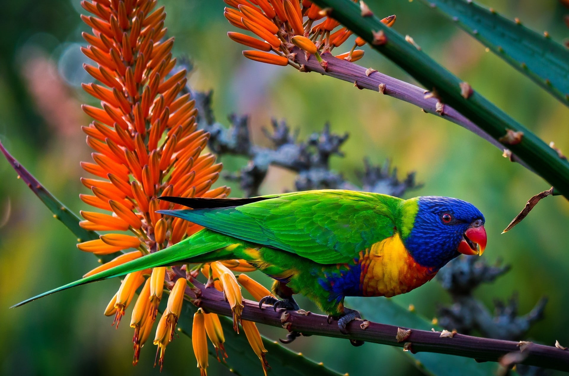 plumage, lorikeet multicolored plumage, twigs, Animal, parrot, blur, 1080P, multicolored, colors, flowers, Bird, lorikeet, HD Wallpaper