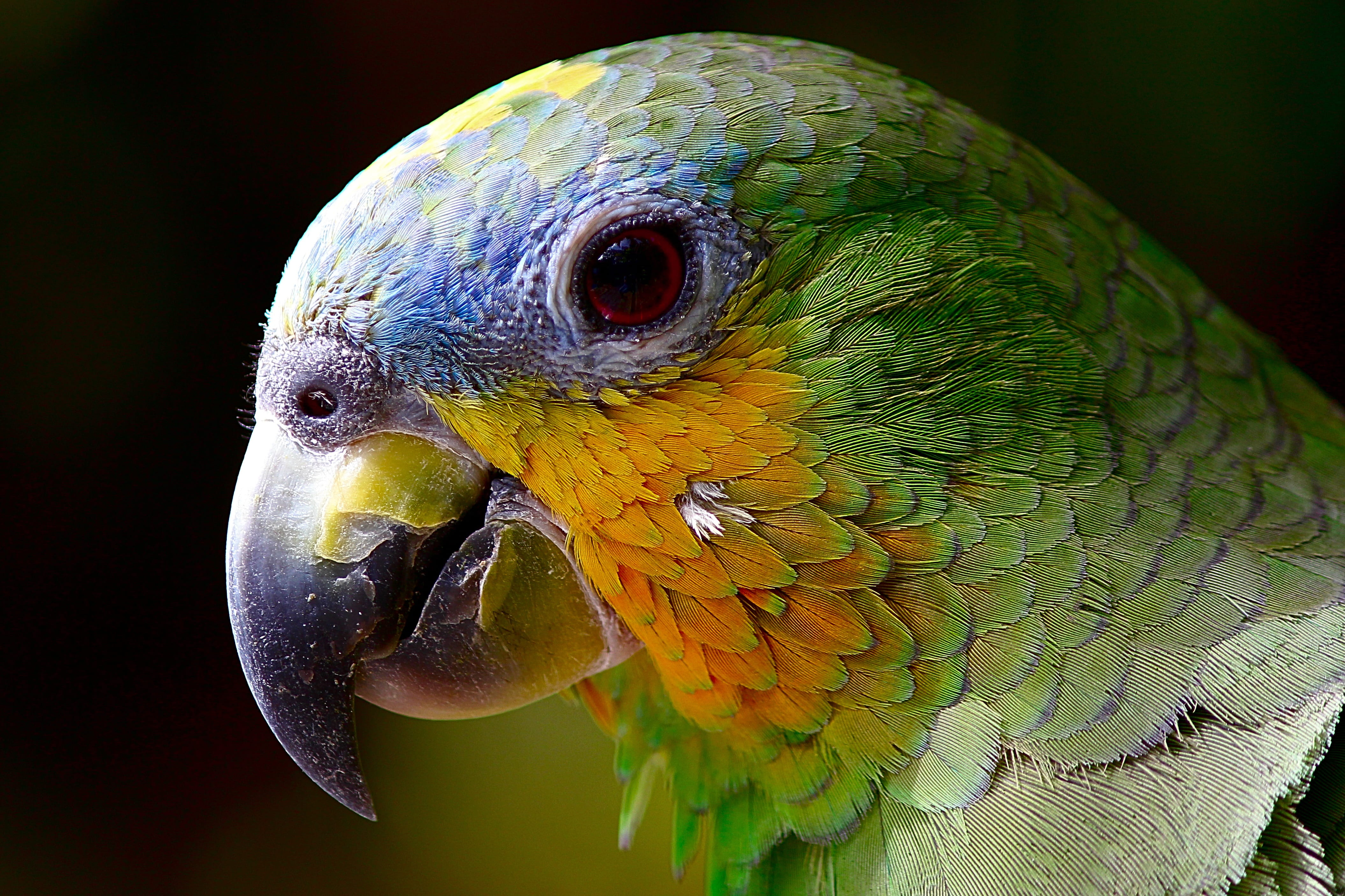 closeup, no people, animal eye, exotic bird, multi colored, animal themes, beak, color, vertebrate, head, one animal, animal body part, outdoors, 4K, focus on foreground, HD Wallpaper