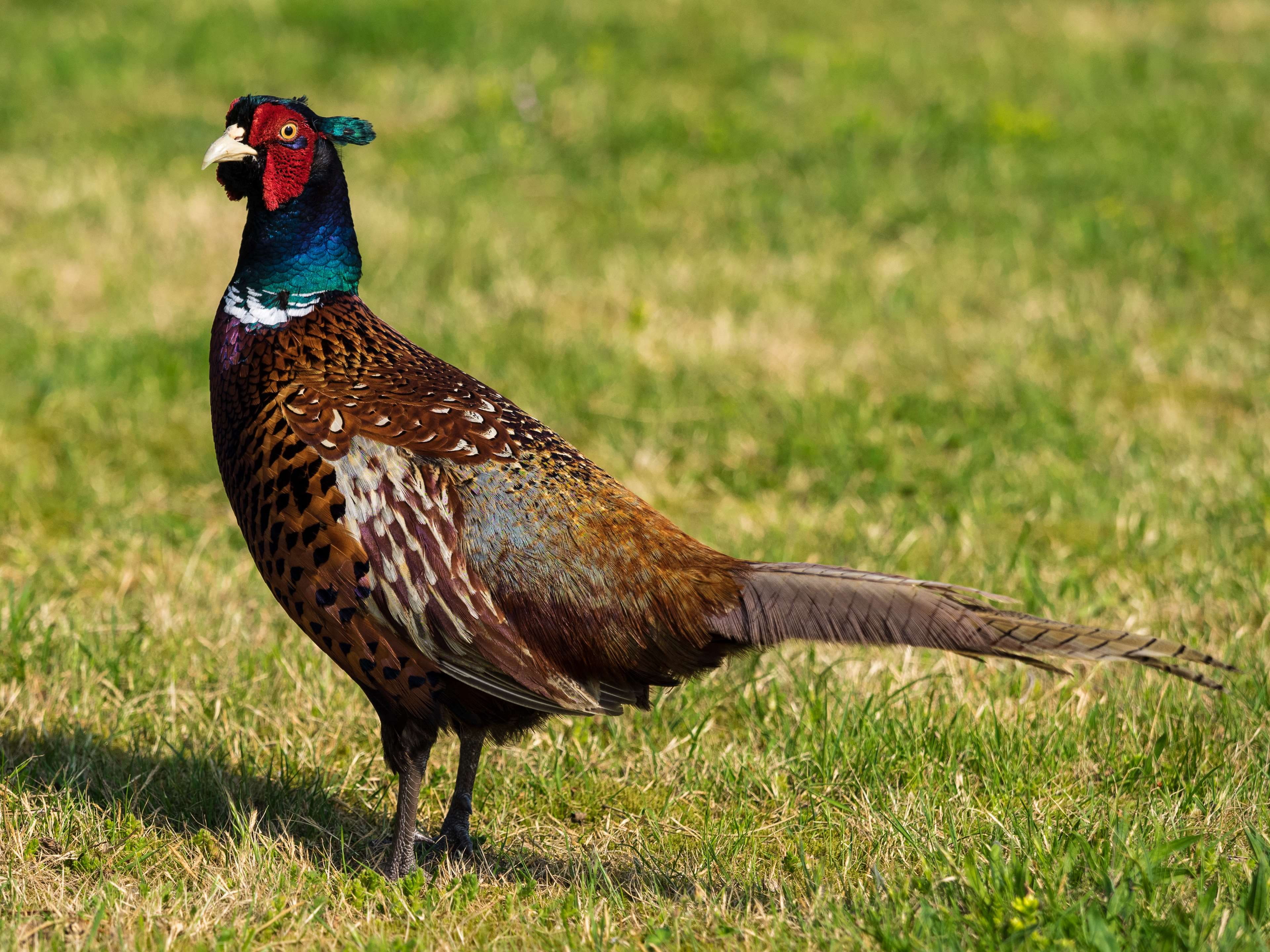 green color, animal wildlife, animal, bird, plumage, one animal, species, male animal, 4K, tail feathers, land, focus on foreground, grass, colorful, pheasant, HD Wallpaper