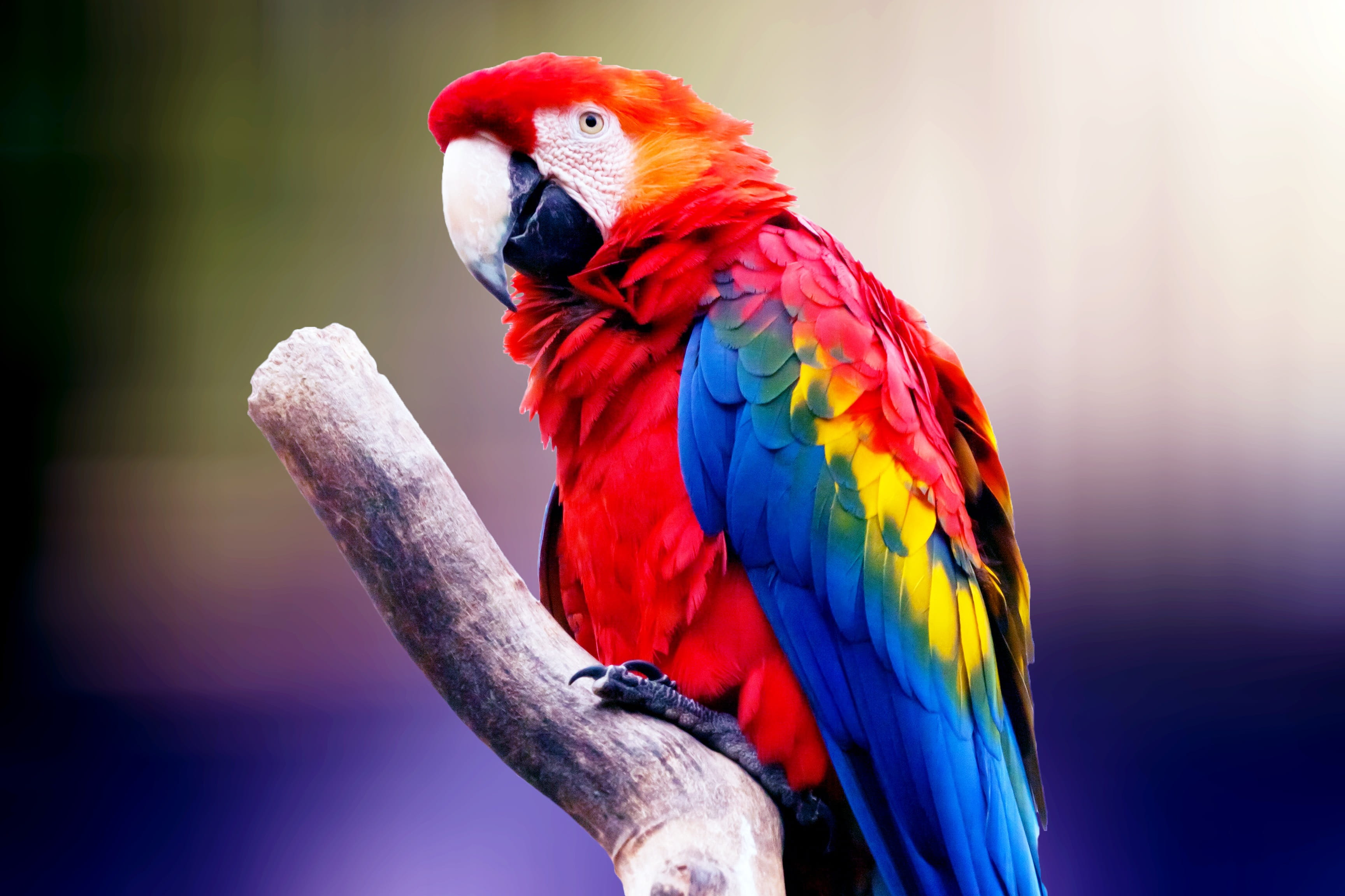yellow, close-up, plumage, green, animal wildlife, ara, macaw, vertebrate, love, jungle, animal themes, beak, day, 2K, no people, blue, colorful, color, HD Wallpaper