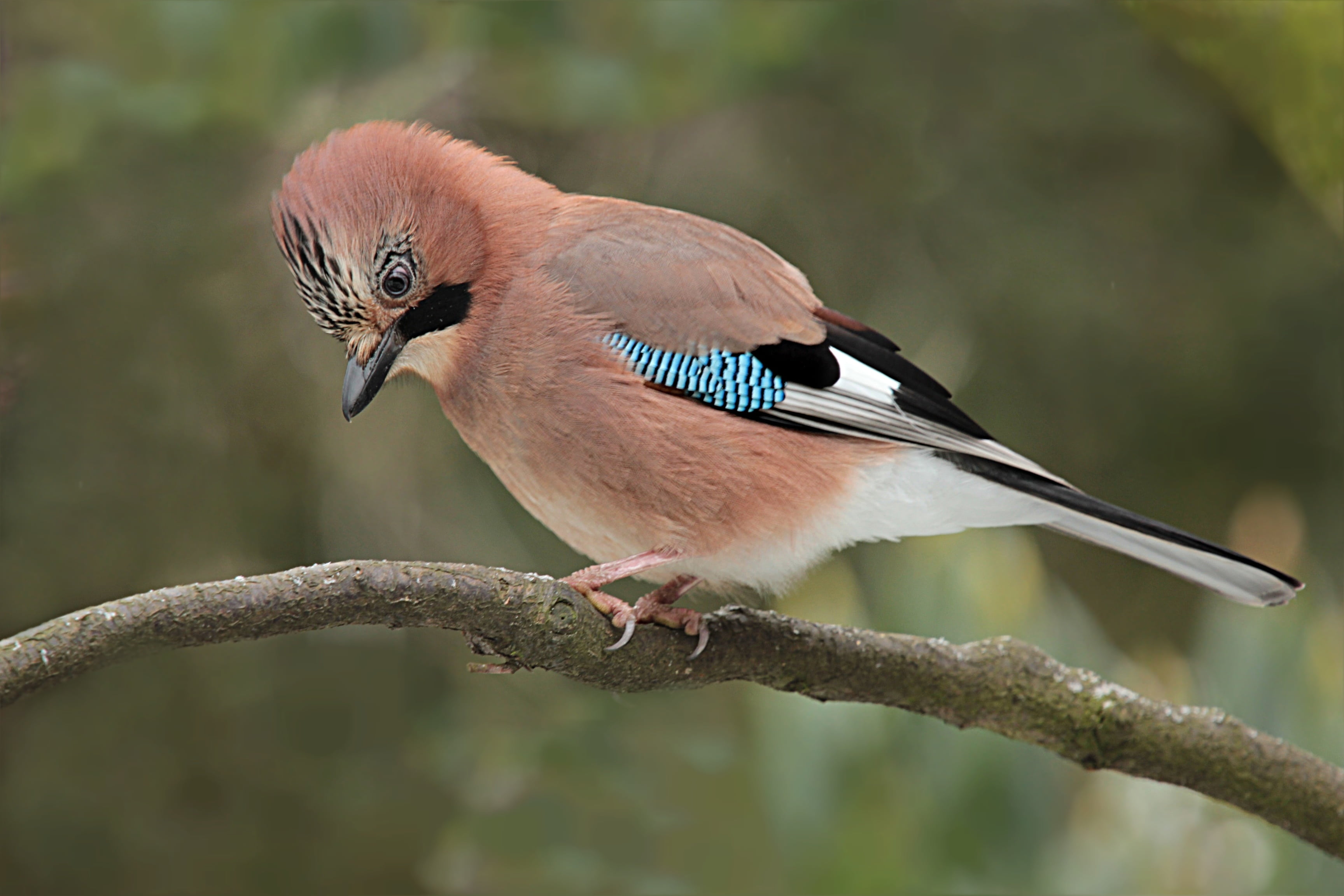 perched, day, vertebrate, branch, focus, animal themes, beauty in nature, 2K, close-up, no people, feather, eurasian, outdoors, one animal, focus on foreground, HD Wallpaper