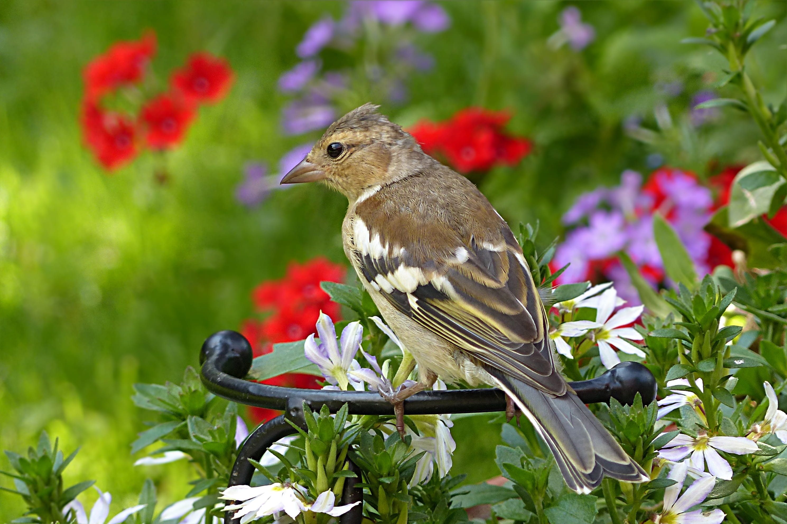 animal, plant, vertebrate, buchfink young, garden, 2K, beak, metal, nature, yellow Finch, flowering plant, outdoors, black, no people, day, green Color, HD Wallpaper