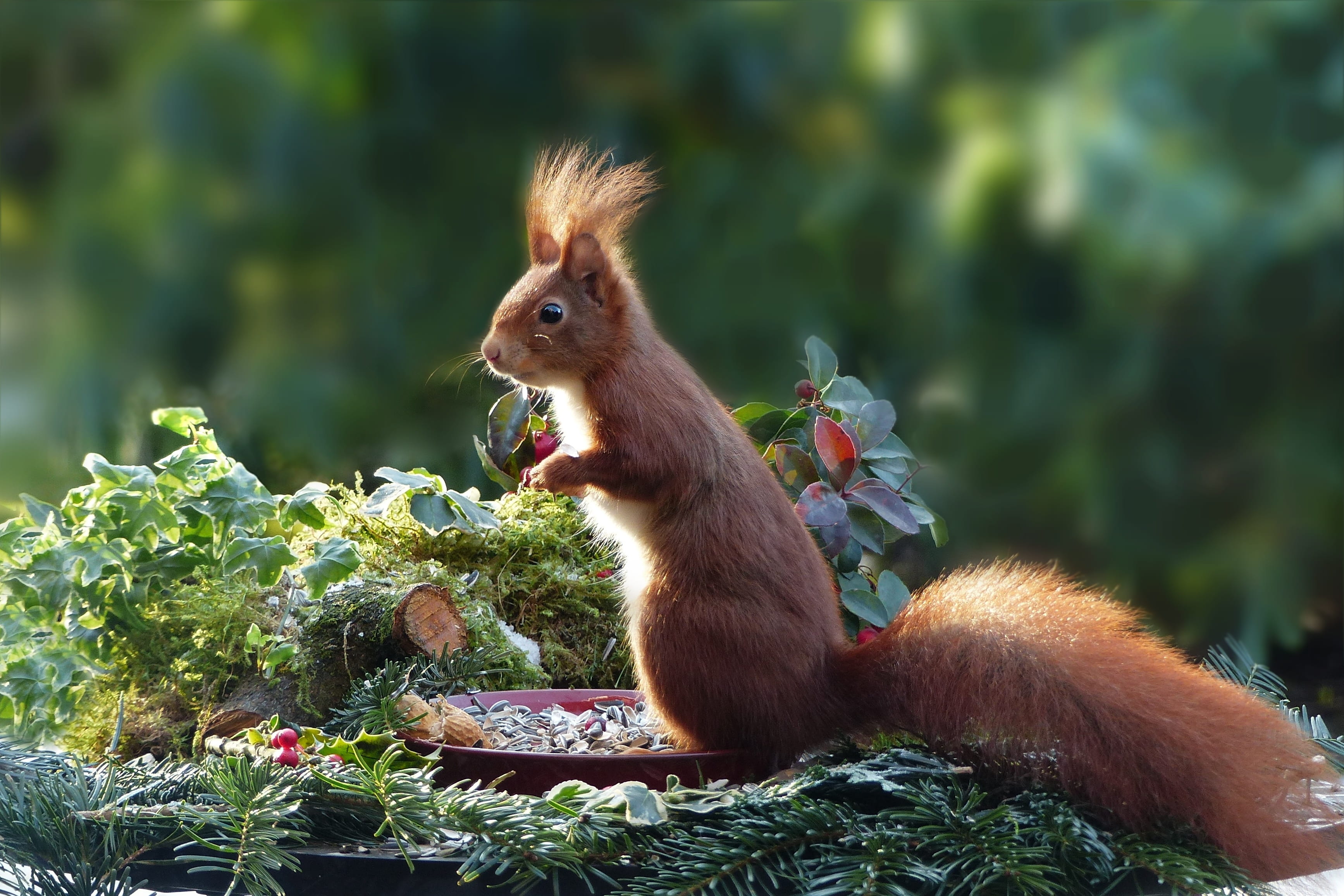 food, animal, 2K, eating, lining plate, no people, ll, squirrel, foraging, focus on foreground, scirus major vulgaris, squire, food and drink, plant, vertebrate, HD Wallpaper