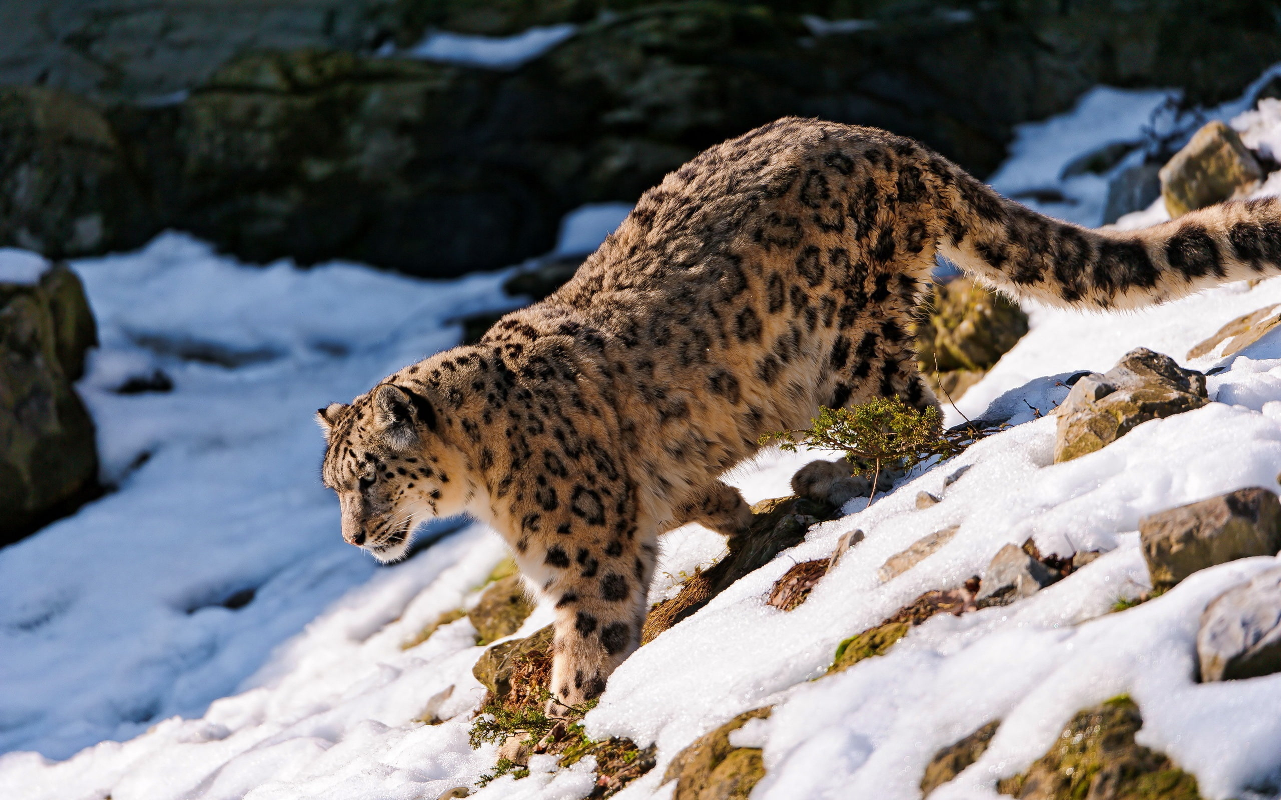 2K, Snow, Foraging, black, brown, Leopard, HD Wallpaper