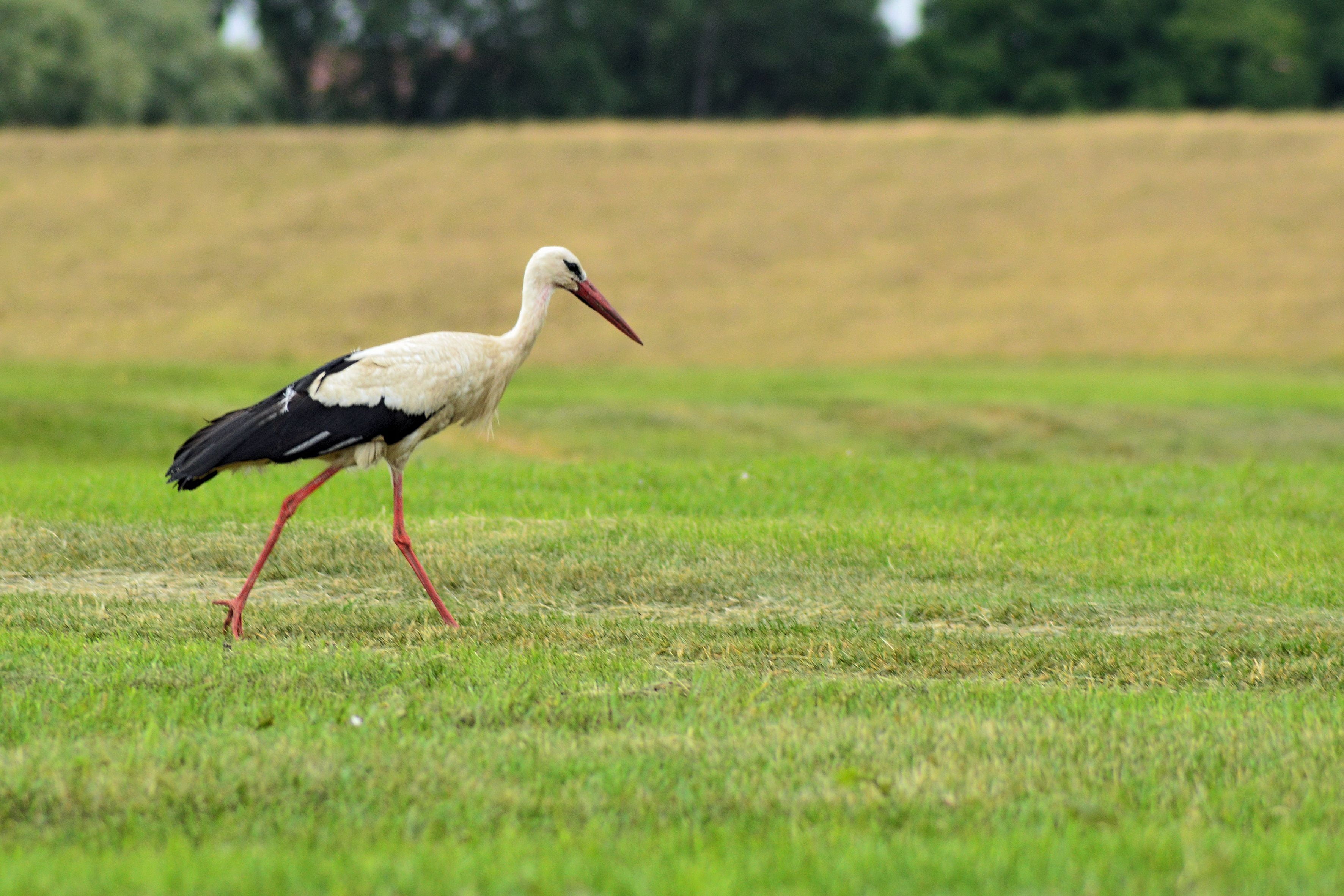 one animal, plant, animal themes, day, green color, nature, focus on foreground, bird, foraging, outdoors, field, meadow, white stork, vertebrate, selective focus, HD Wallpaper