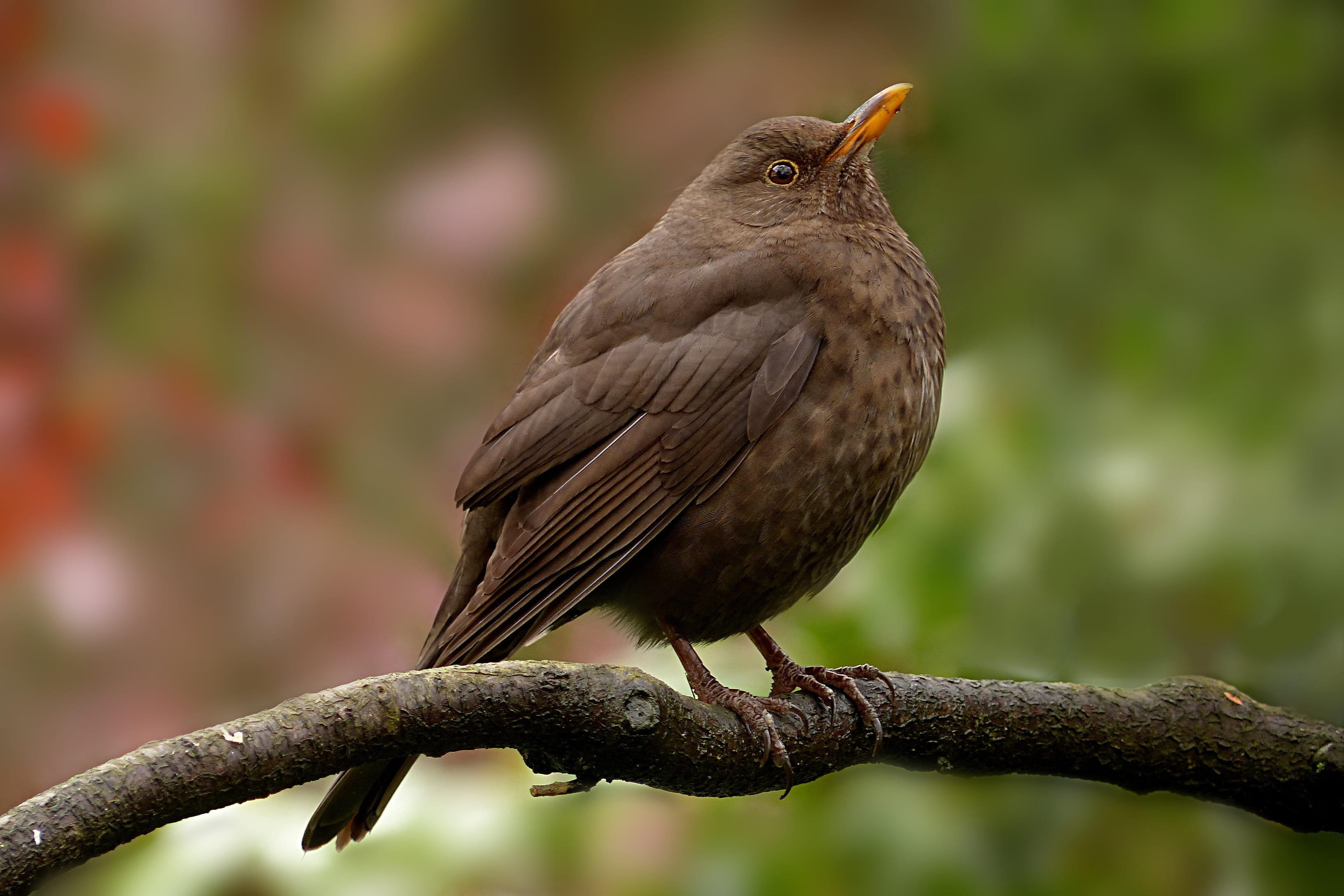 sitting, animal, zoology, perching, foraging, one animal, plant, photography, bird, tree, vertebrate, outdoors, focus, close-up, garden, animal wildlife, HD Wallpaper