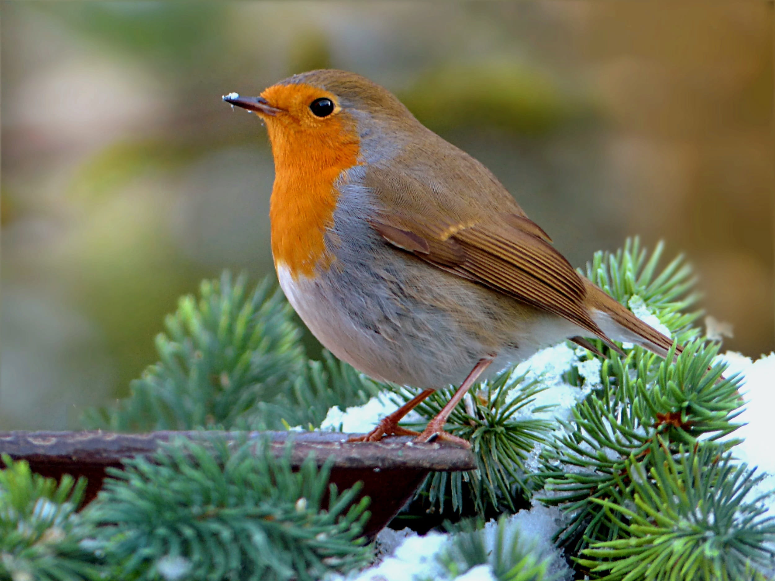 side view, beauty in nature, garden, profile view, animals in the wild, animal, focus, close-up, animal themes, eurasian, no people, robin, day, tree, branch, HD Wallpaper