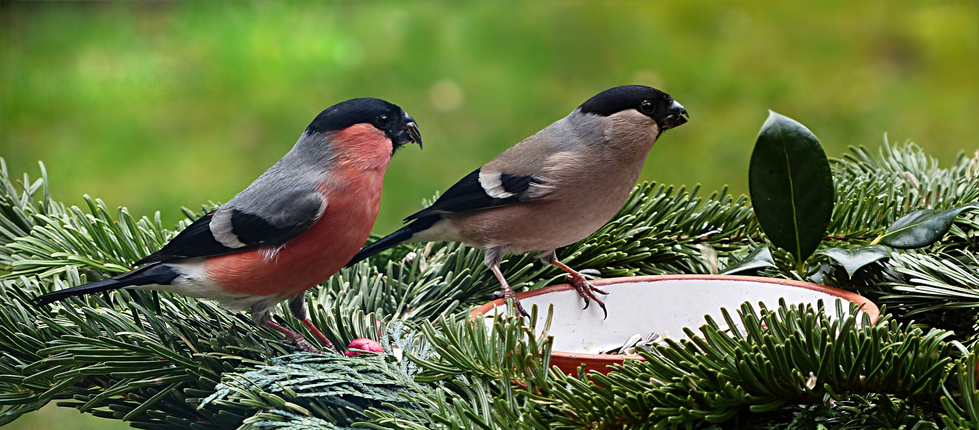 plant, wildlife, animal family, grass, green, bullfinch, 2K, focus on foreground, animal wildlife, animal, perching, day, birds, close-up, gray, two, vertebrate, HD Wallpaper