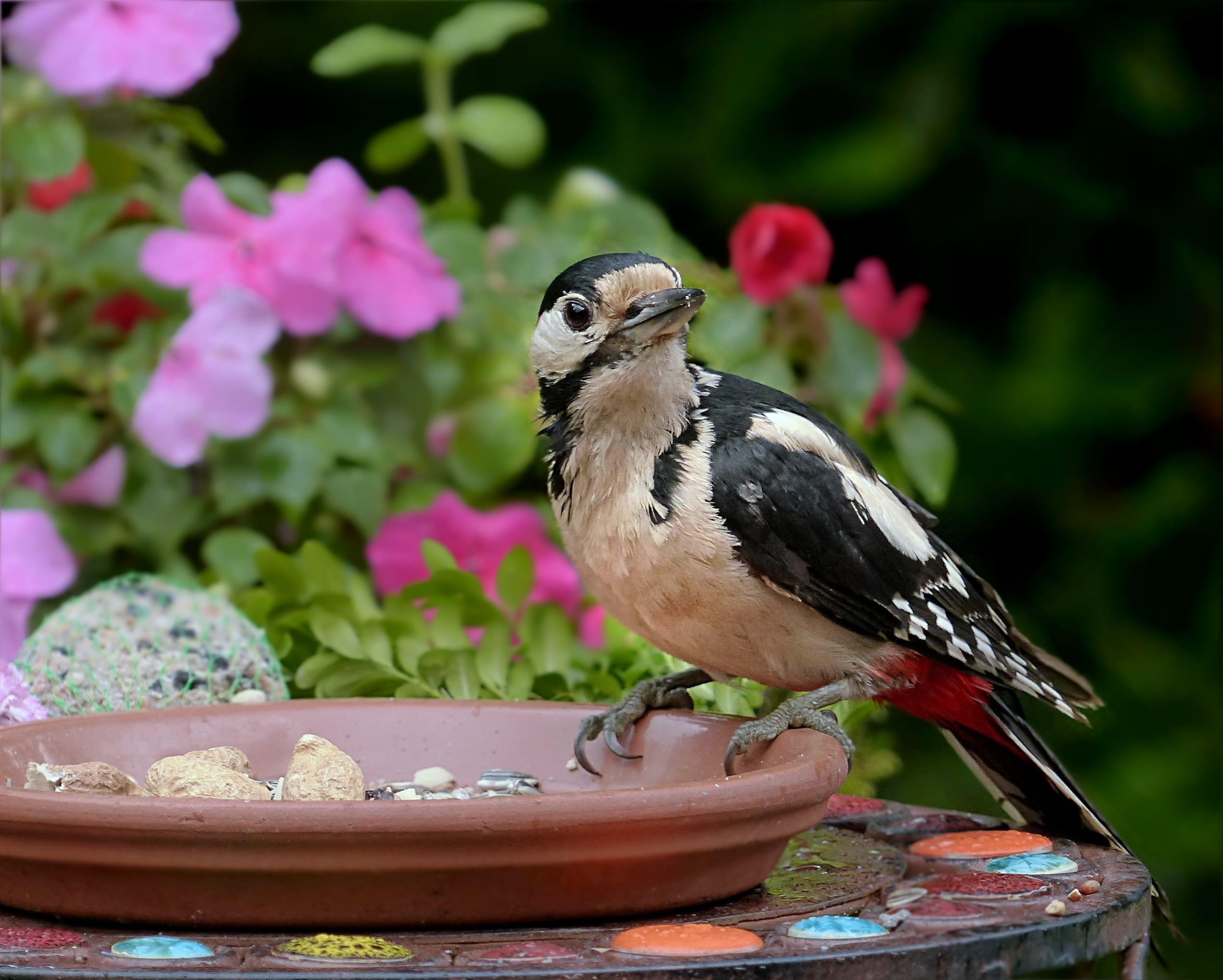 animal wildlife, animals in the wild, foraging, beauty in nature, summer, birdbath, pink color, animal themes, 1080P, bird, animal, dendrocopos major, HD Wallpaper