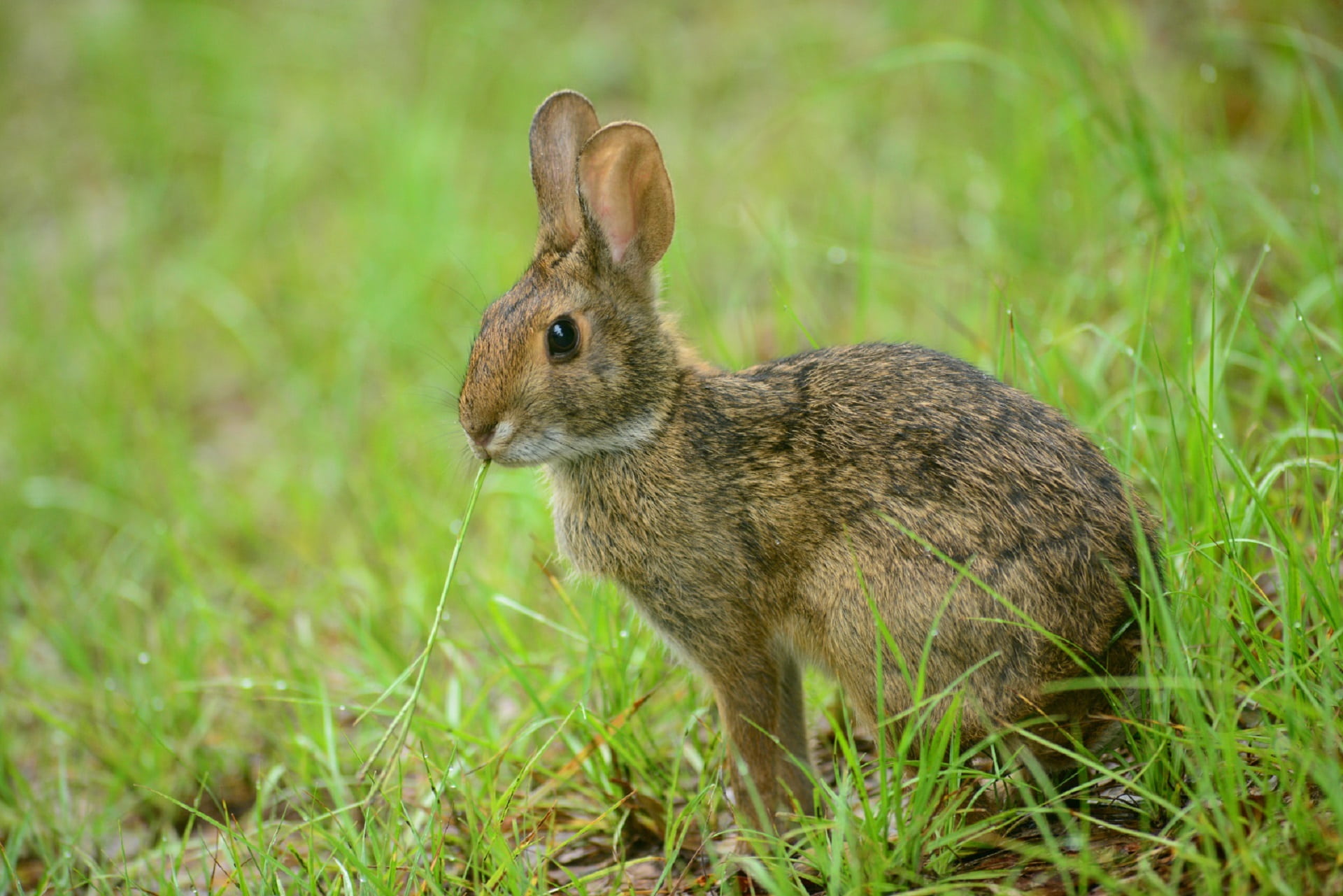 animal themes, photo, animal wildlife, foraging, wild, rabbit - animal, close-up, wildlife, black, herbivorous, outdoors, side view, vertebrate, grass, HD Wallpaper