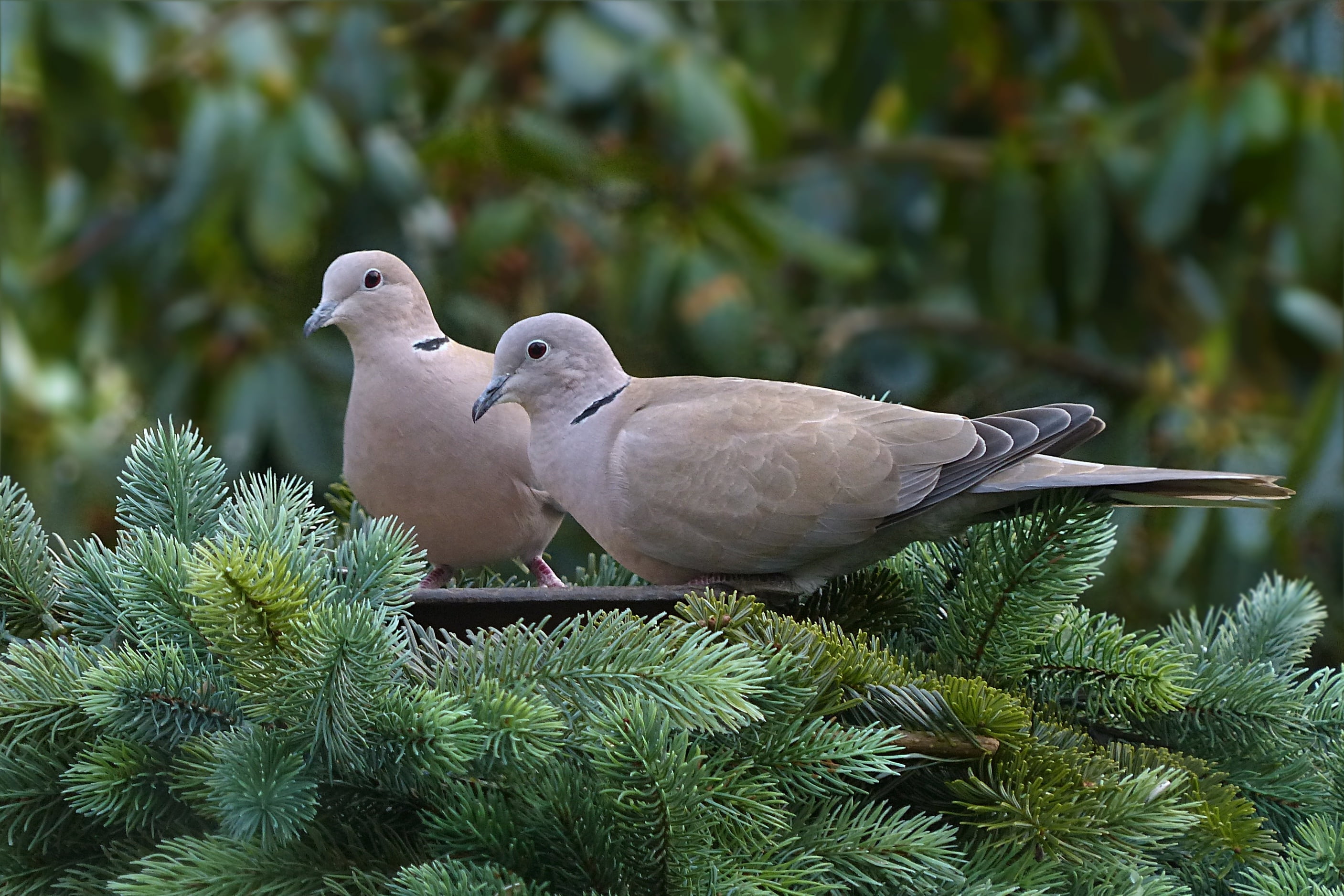 dove, garden, day, foraging, beauty in nature, animal wildlife, vertebrate, tree, animals in the wild, two animals, perching, focus on foreground, no people, HD Wallpaper