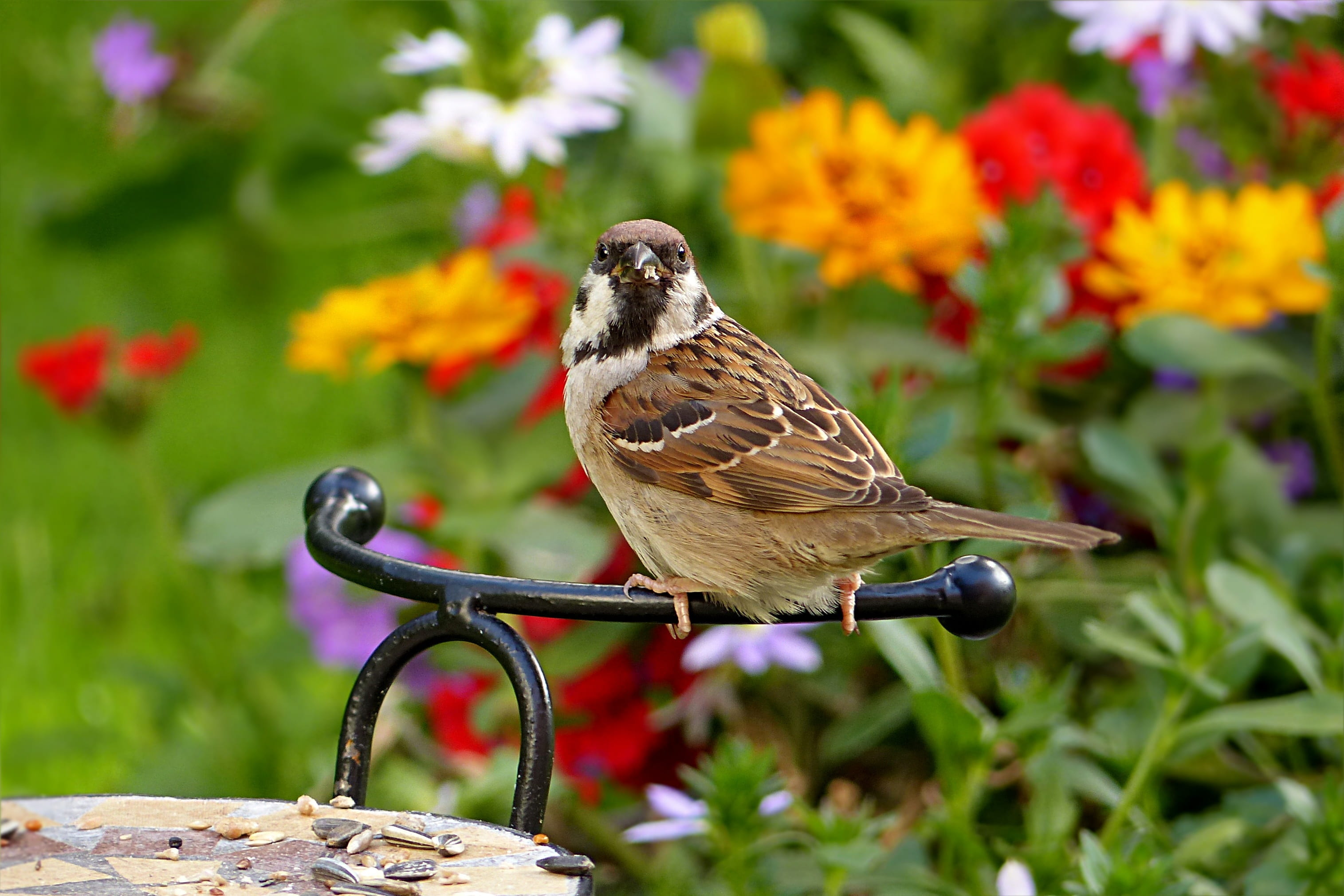 brown, close-up, one animal, foraging, animal themes, animals in the wild, outdoors, nature, passer domesticus, day, full length, maya, vertebrate, rack, HD Wallpaper