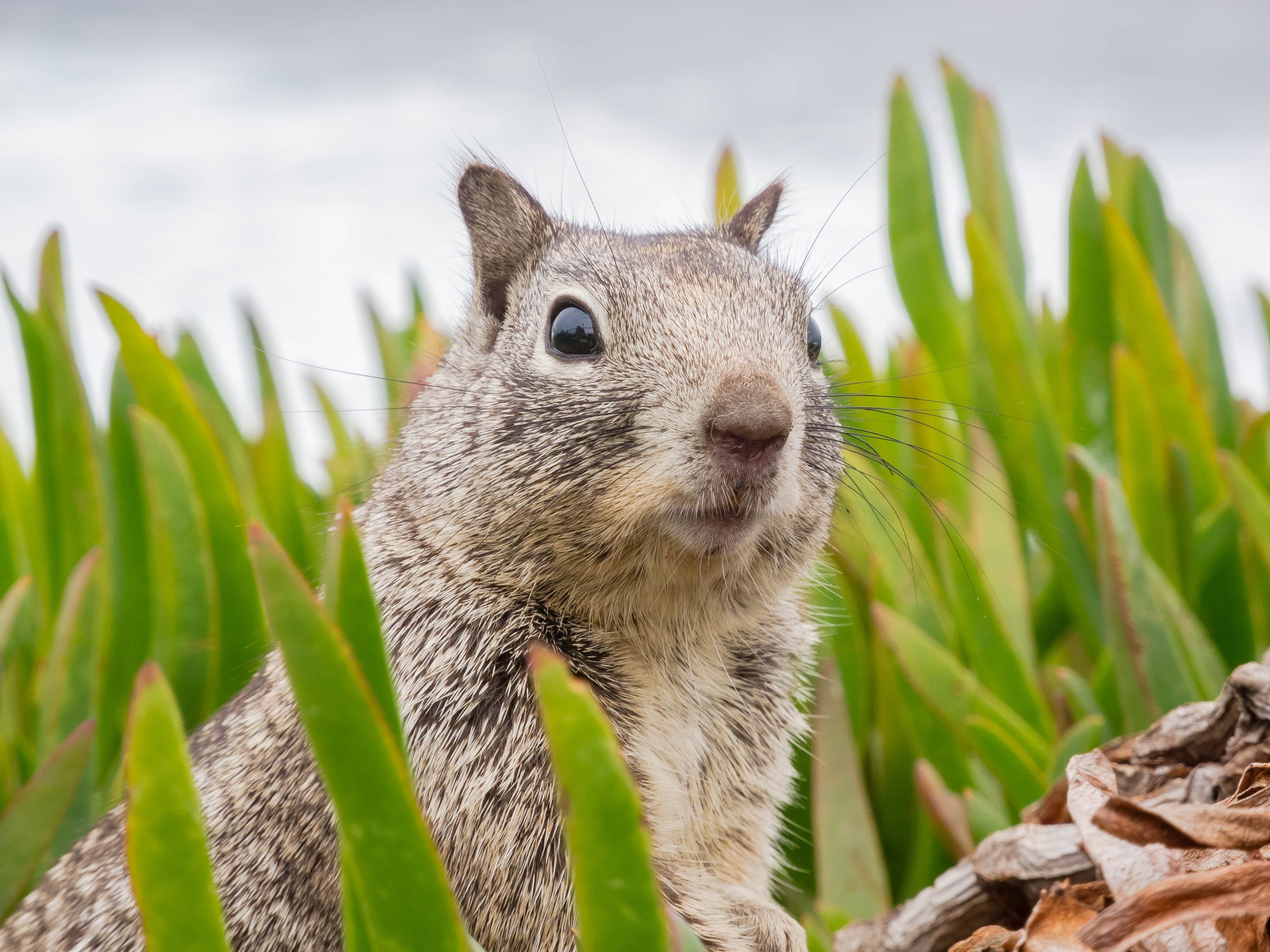 california, squirrel, animal, day, mammal, grey, animals in the wild, whisker, nature, no people, portrait, chipmunk, animal world, close-up, sweet, rabbit - animal, HD Wallpaper