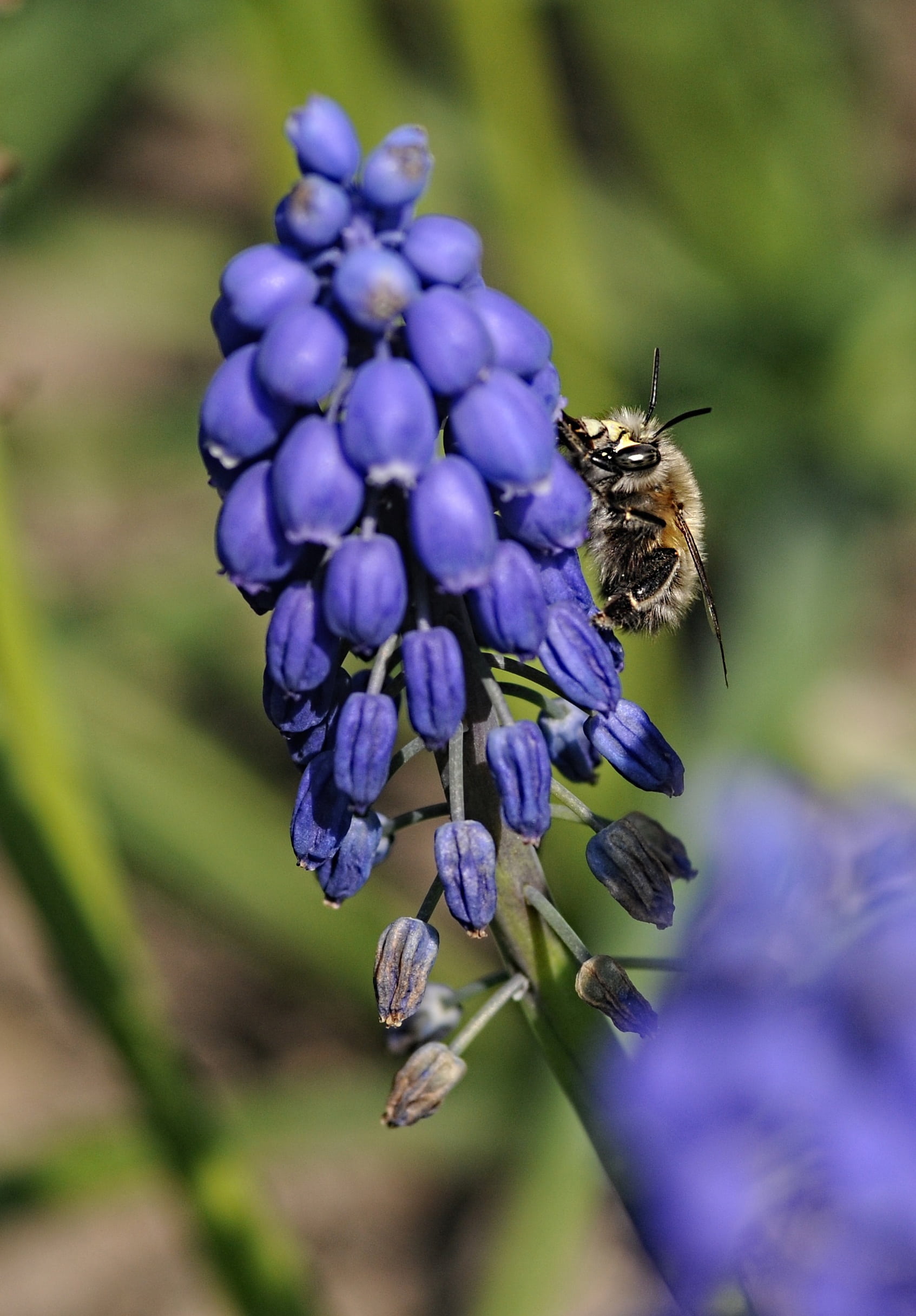 invertebrate, close-up, muscari, fragility, insects, flowering plant, plant, 1080P, one animal, animals in the wild, pollinator, freshness, insect, growth, Phone HD Wallpaper