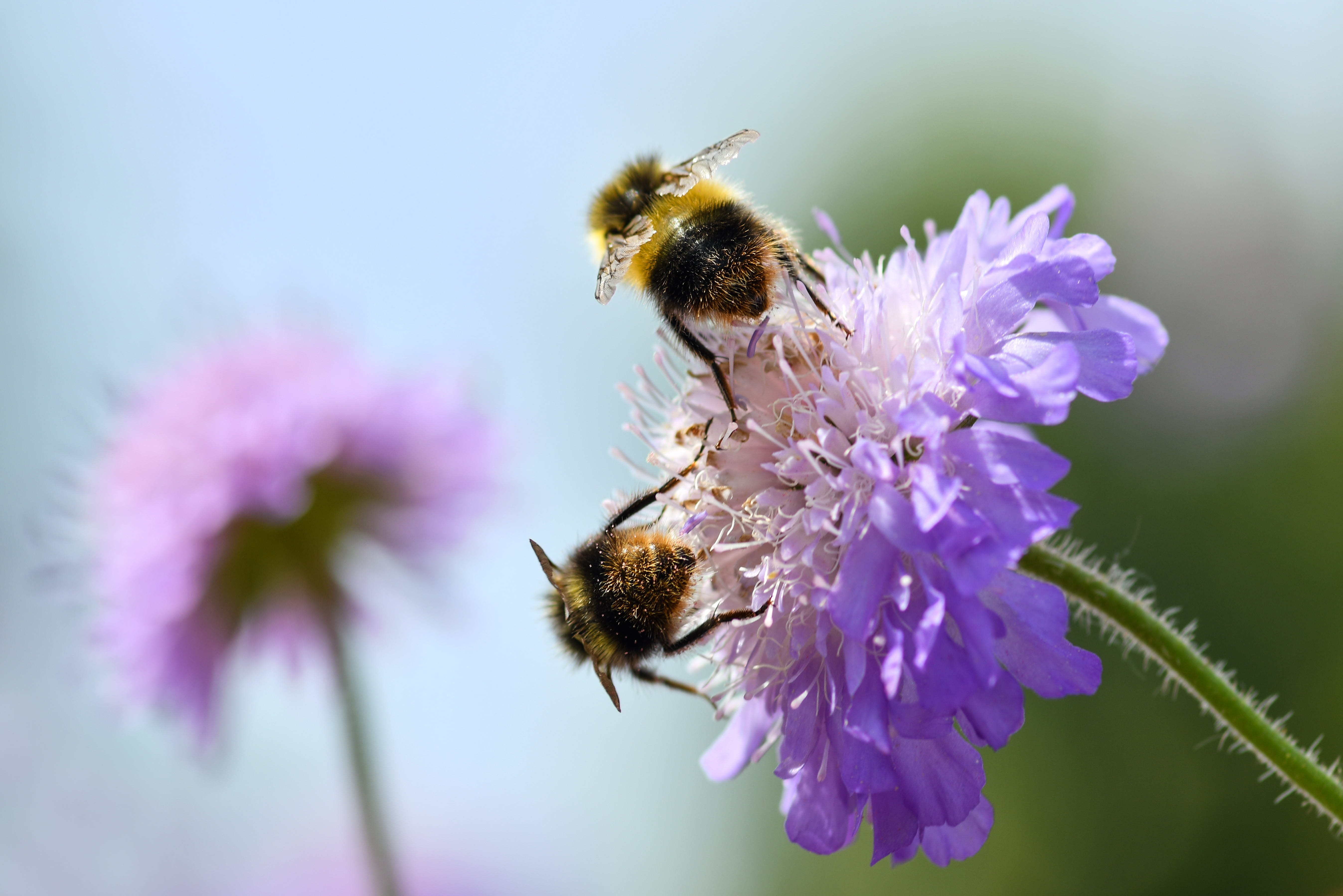 pink color, pollination, animal themes, 5K, insect, sky, close-up, invertebrate, purple, animals in the wild, freshness, plant, flowering plant, forage, HD Wallpaper