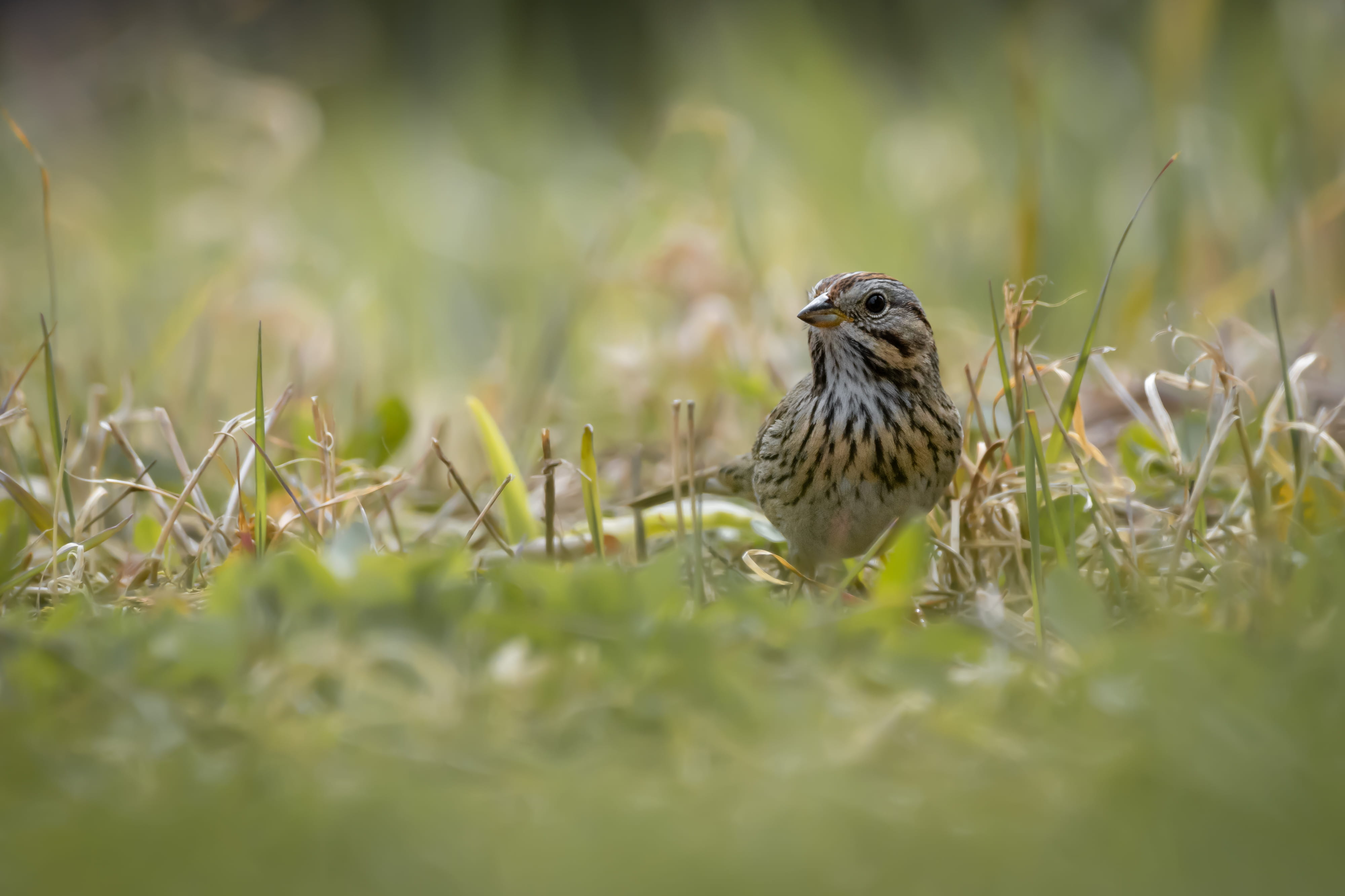 no people, grass, foraging, animal wildlife, one animal, animal themes, selective focus, day, cute, small, tiny, land, vegetation, finch, animals in the wild, HD Wallpaper