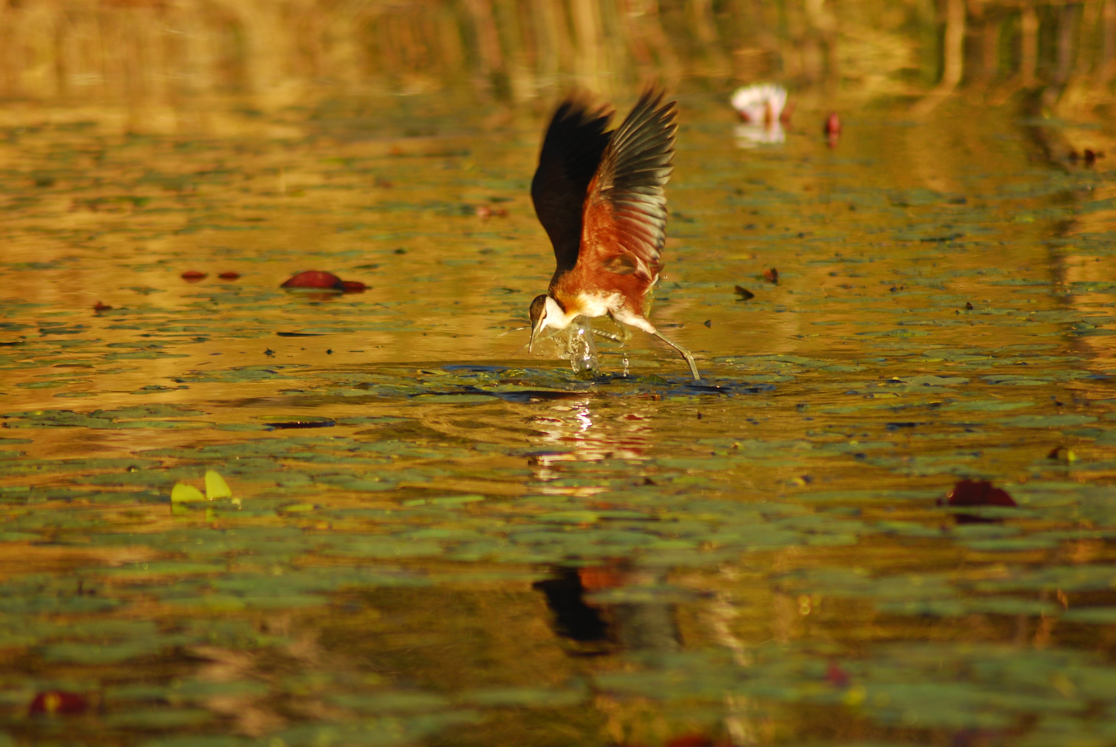 outdoors, animal, drink, flight, water, black, animal Wing, drinking, nature, flying, foraging, waterfront, bird, 4K, animals In The Wild, vertebrate, HD Wallpaper