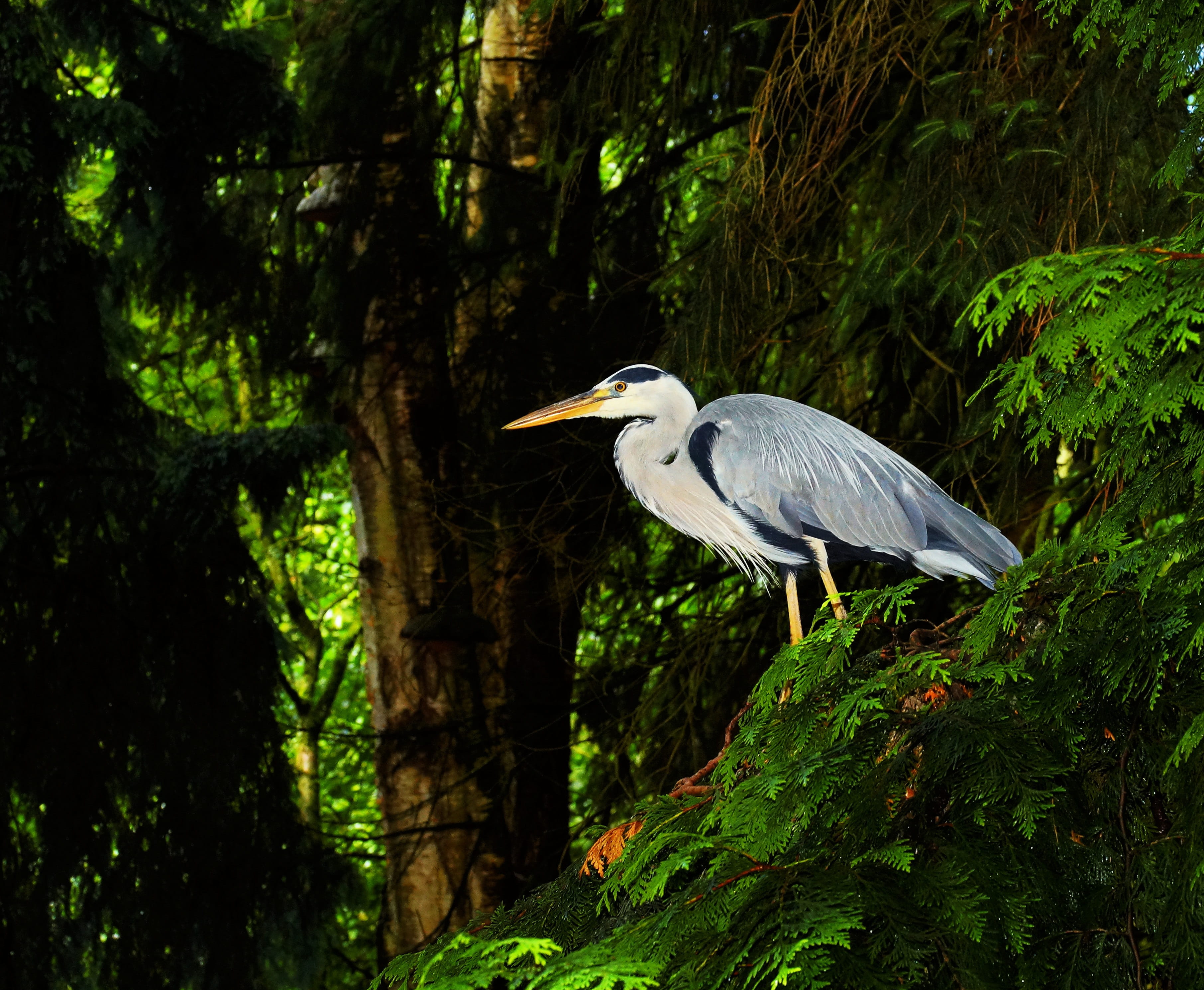 perching, tree, wilderness, vertebrate, no people, white, eastern, forest, beauty in nature, grey, feather, heron, green, green color, animals in the wild, HD Wallpaper
