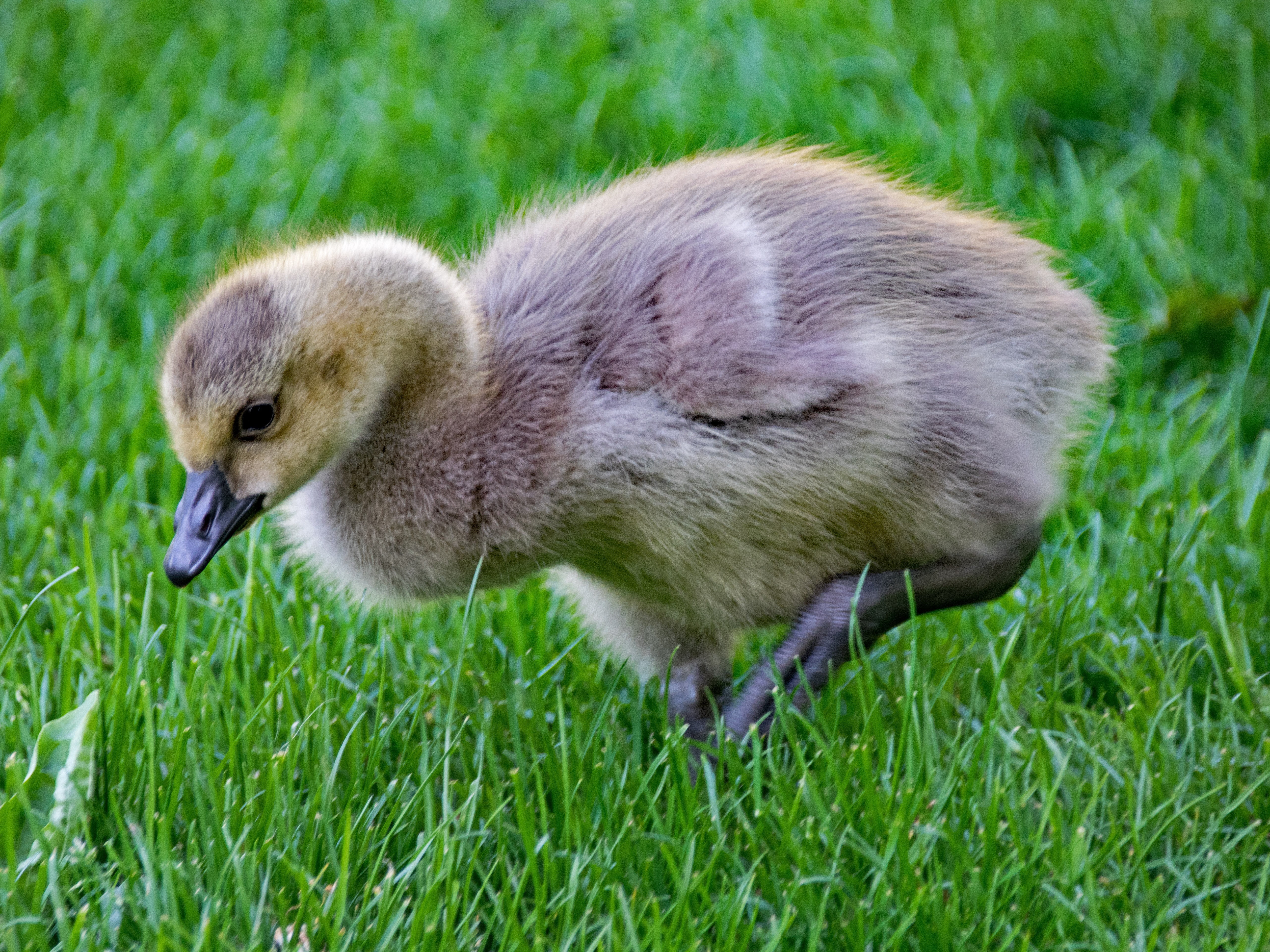 day, 5K, close-up, animals in the wild, canadensis, gosling, one animal, field, animal wildlife, grass, cygnet, young bird, nature, chicken, animals, plant, HD Wallpaper