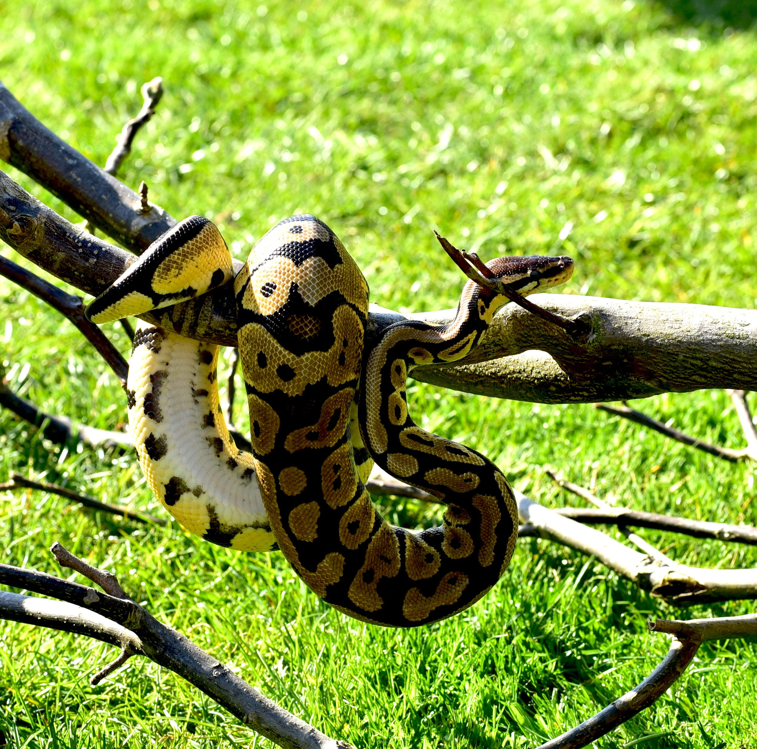 outdoors, mouse hunter, animals in the wild, reptile, close-up, one animal, python regius, green color, 1080P, Cute, beauty, day, Ball Python, focus on foreground, HD Wallpaper