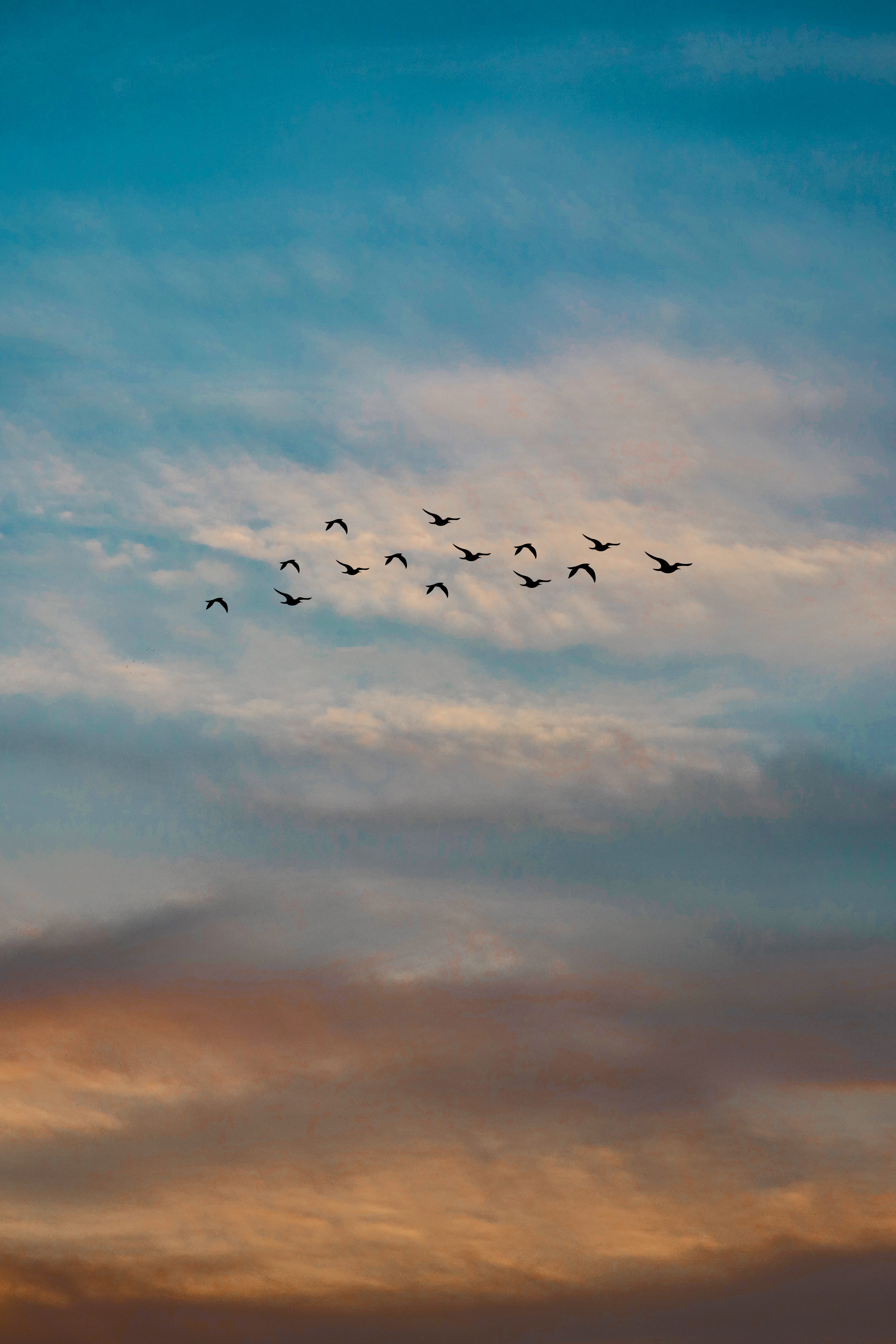 bird, vertebrate, animal, nature, scenics - nature, group of animals, tranquil scene, flock of birds, sky, evening sky, tranquility, beauty in nature, evening, Phone HD Wallpaper