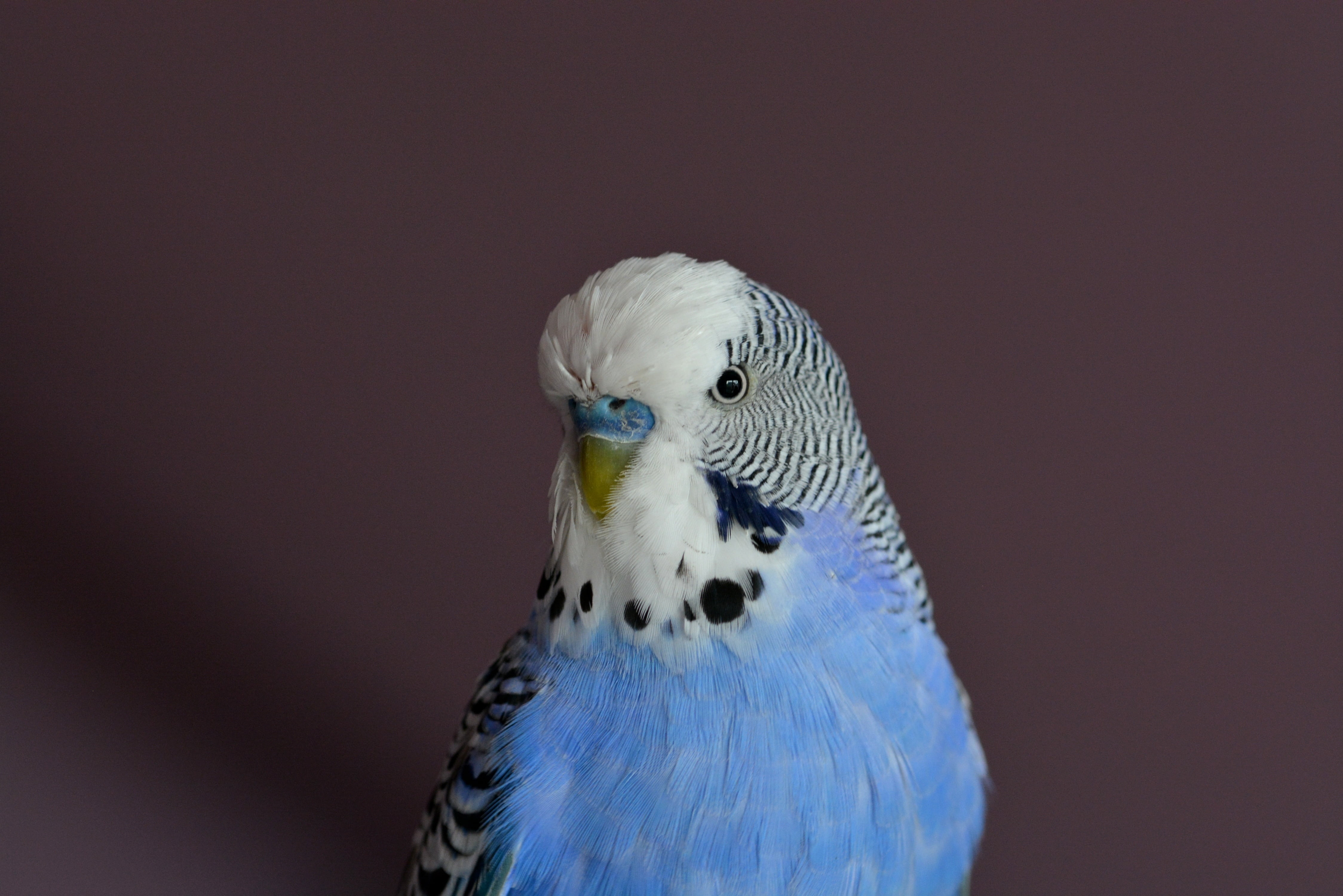 copy space, 4K, parakeets, beak, rosella, animal eye, bird, real parrotshop, animals in the wild, animal body part, melopsittacus, one animal, budgie, HD Wallpaper