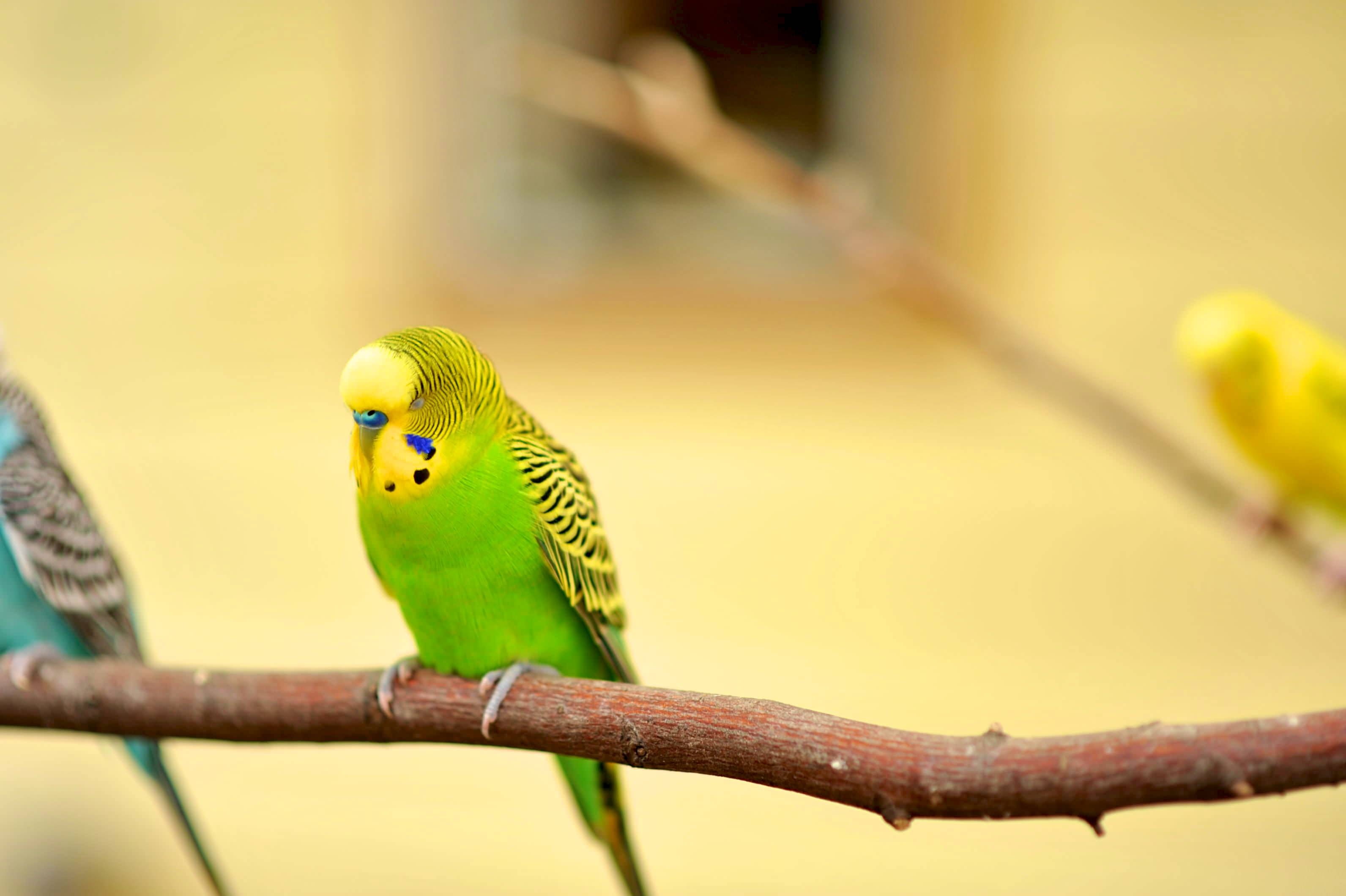 2K, focus on foreground, canary, parrot, pet parakeet, budgerigar, one animal, perch, full length, exotic, branch, vertebrate, colorful, long-tailed, animals in captivity, HD Wallpaper