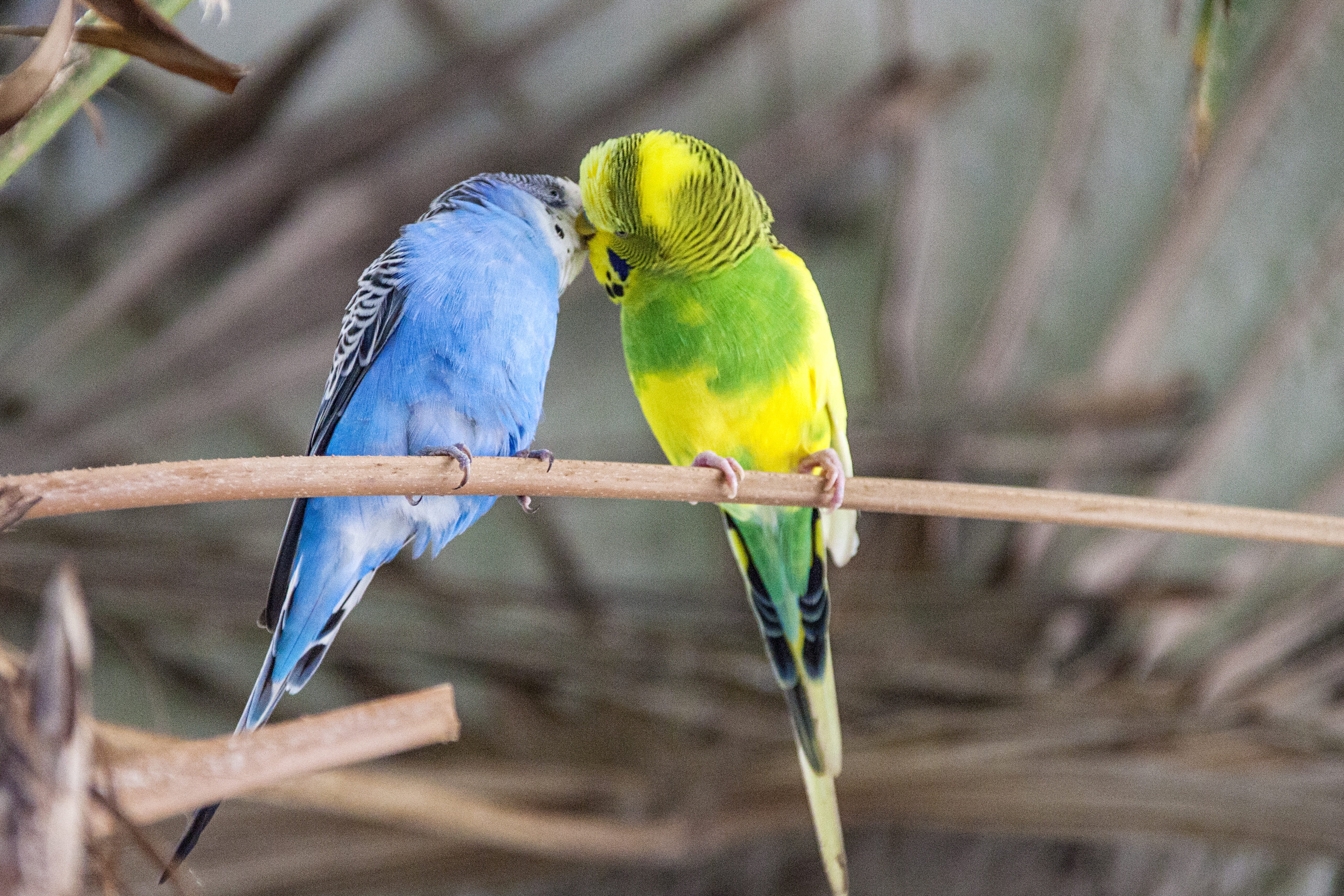 branch, nature, group of animals, food, rainforest, 5K, bill, no people, feed, parakeet, multi colored, small bird, animal world, animals in the wild, HD Wallpaper