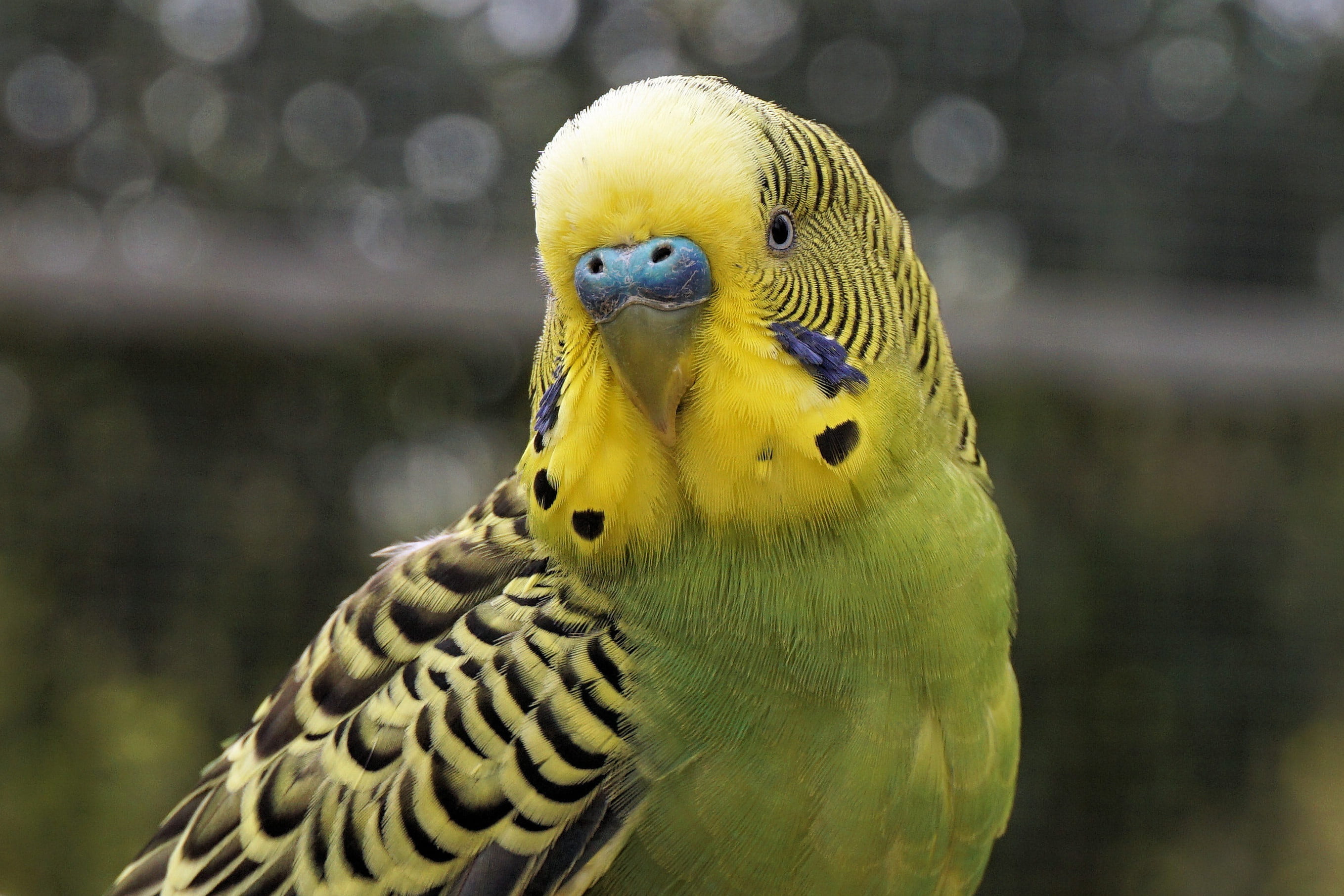 yellow, day, parrot, animals in the wild, animal wildlife, small parrot parakeet, bird, budgerigar, focus on foreground, budgie, animal world, close-up, HD Wallpaper