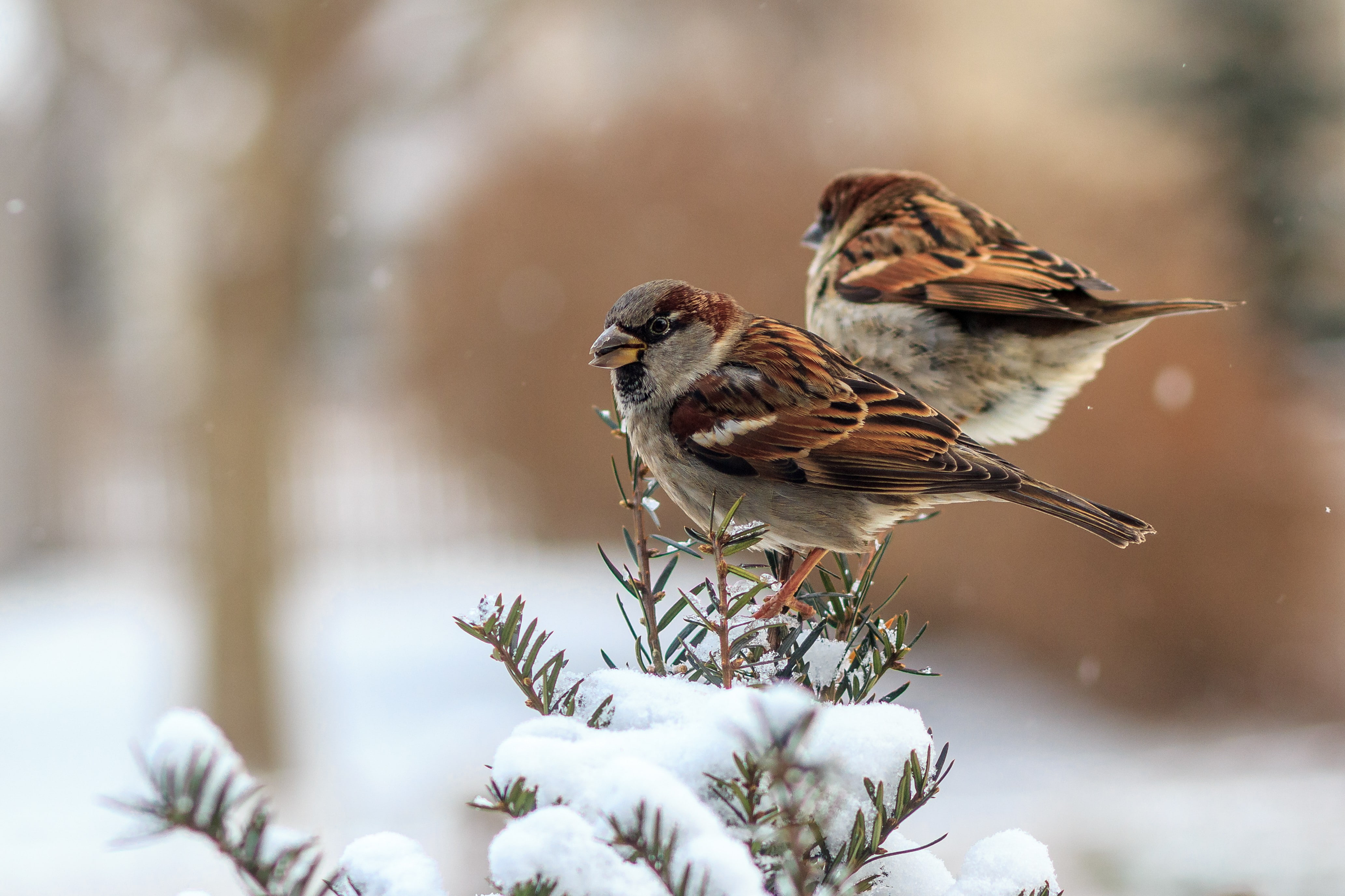 sparrow, winter, birds, 4K, brown, sparrows, feathers, HD Wallpaper