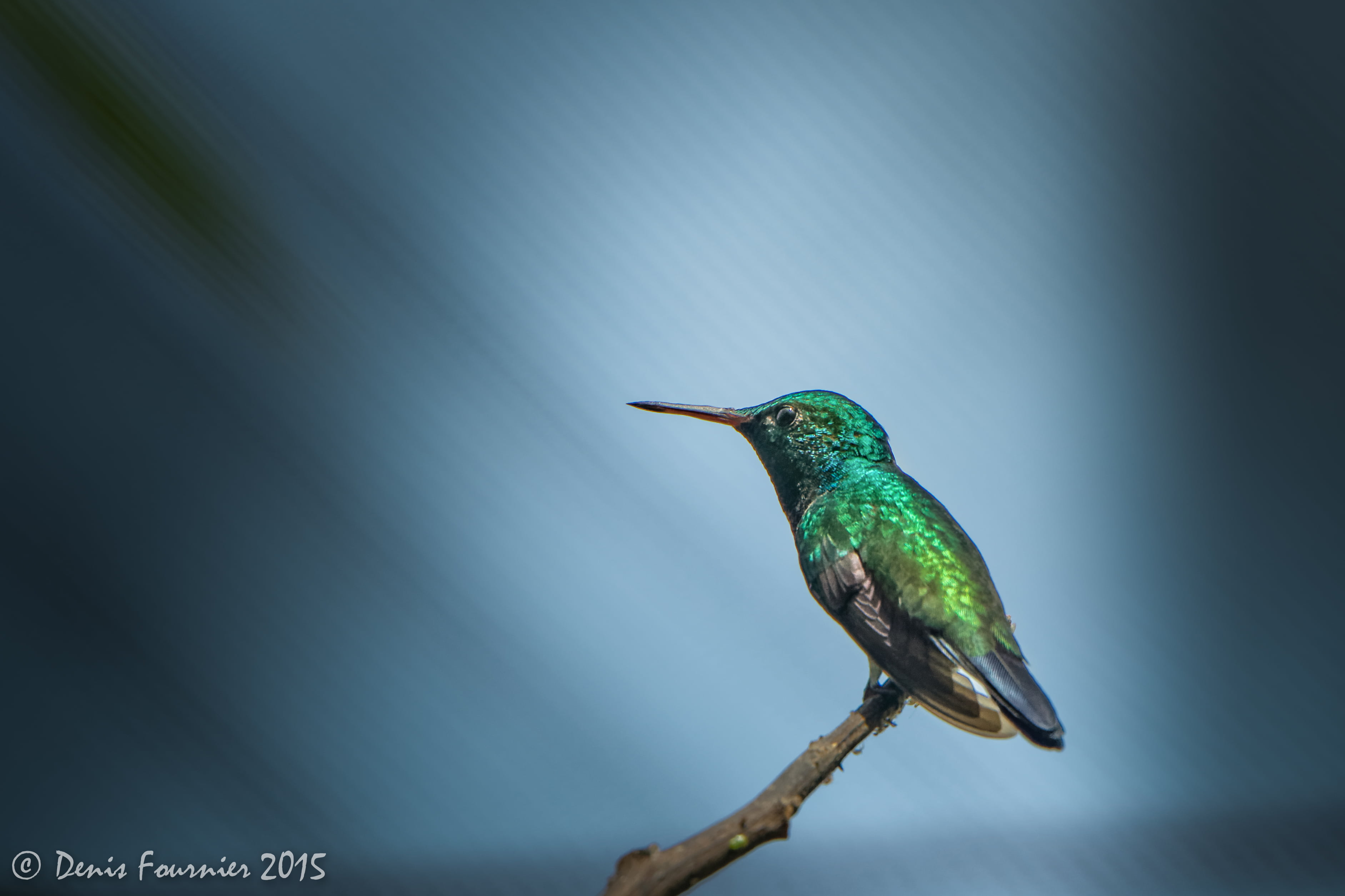beak, oiseau, violetear, nature, focus, faune, green, mouche, Green Violetear, 2K, king, iridescent, hummingbird, Colibri, bird, animal, wildlife, king fisher, HD Wallpaper